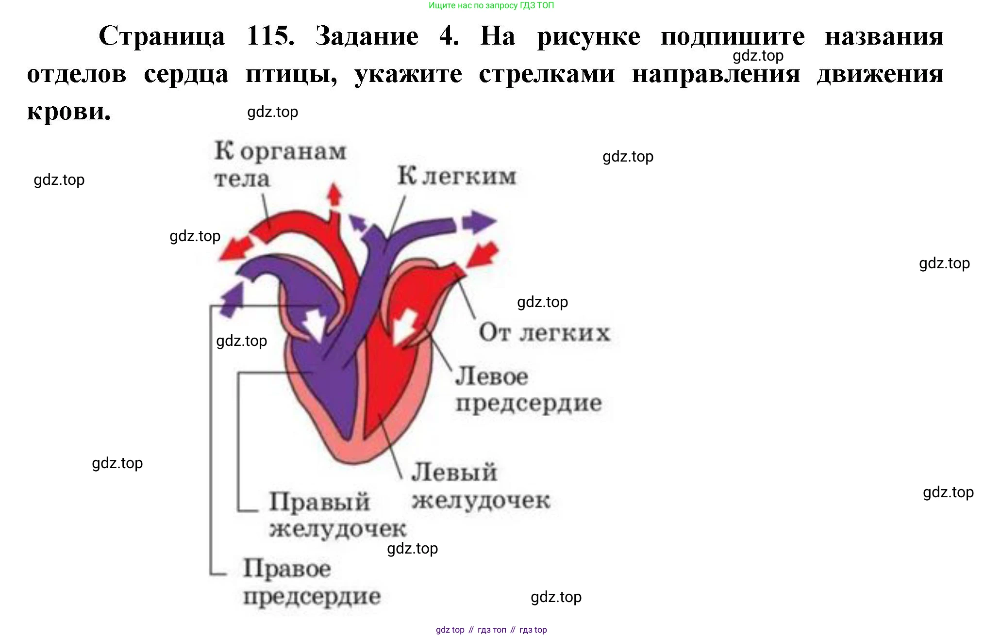 Биология, 8 класс рабочая тетрадь, авторы: Суматохин Сергей Витальевич, Пасечник Владимир Васильевич, Гапонюк Зоя Георгиевна, издательство Просвещение, Москва, 2023, оранжевого цвета, страница 115, номер 4, Решение