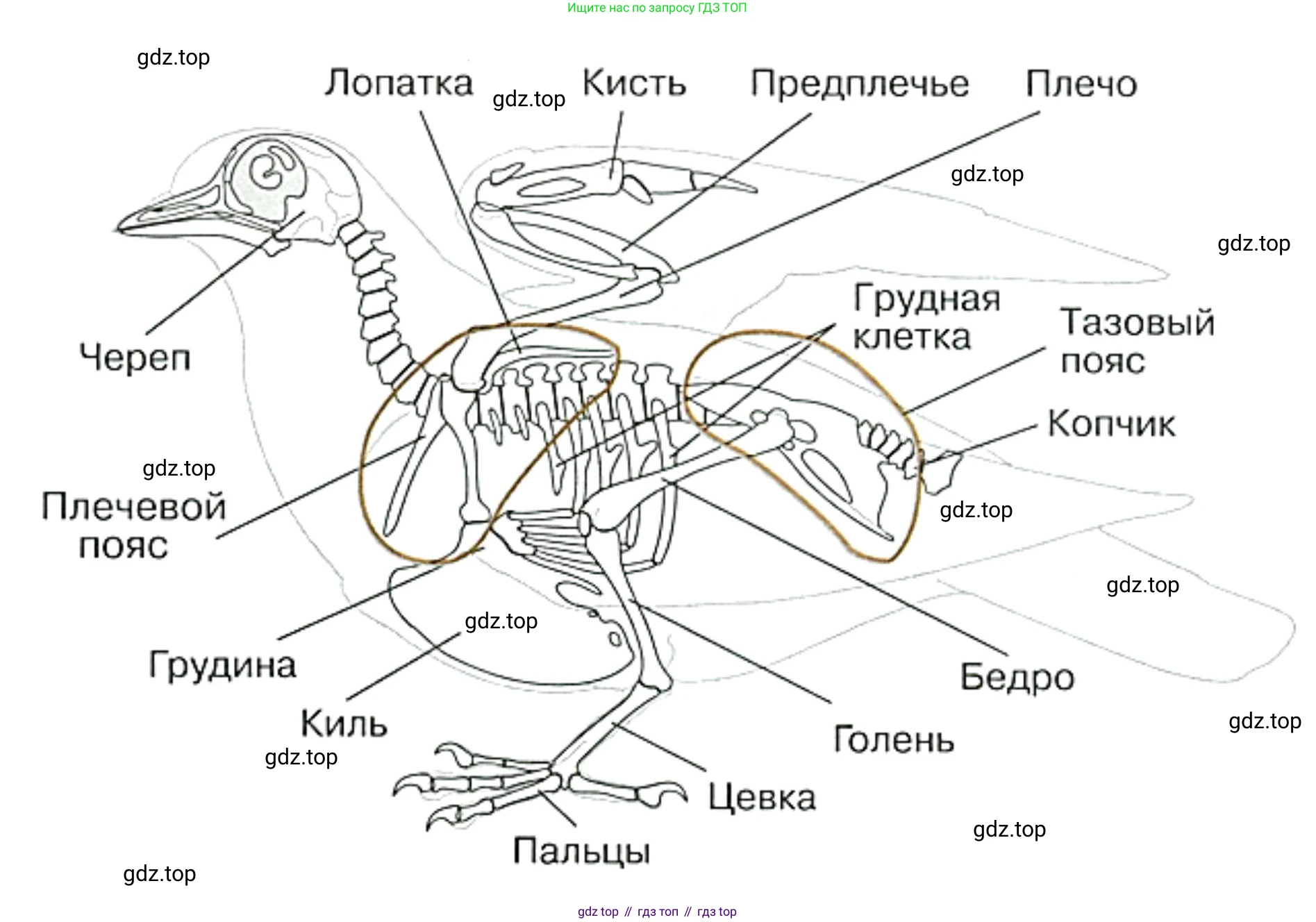 Биология, 8 класс рабочая тетрадь, авторы: Суматохин Сергей Витальевич, Пасечник Владимир Васильевич, Гапонюк Зоя Георгиевна, издательство Просвещение, Москва, 2023, оранжевого цвета, страница 116, номер 5, Решение (продолжение 2)