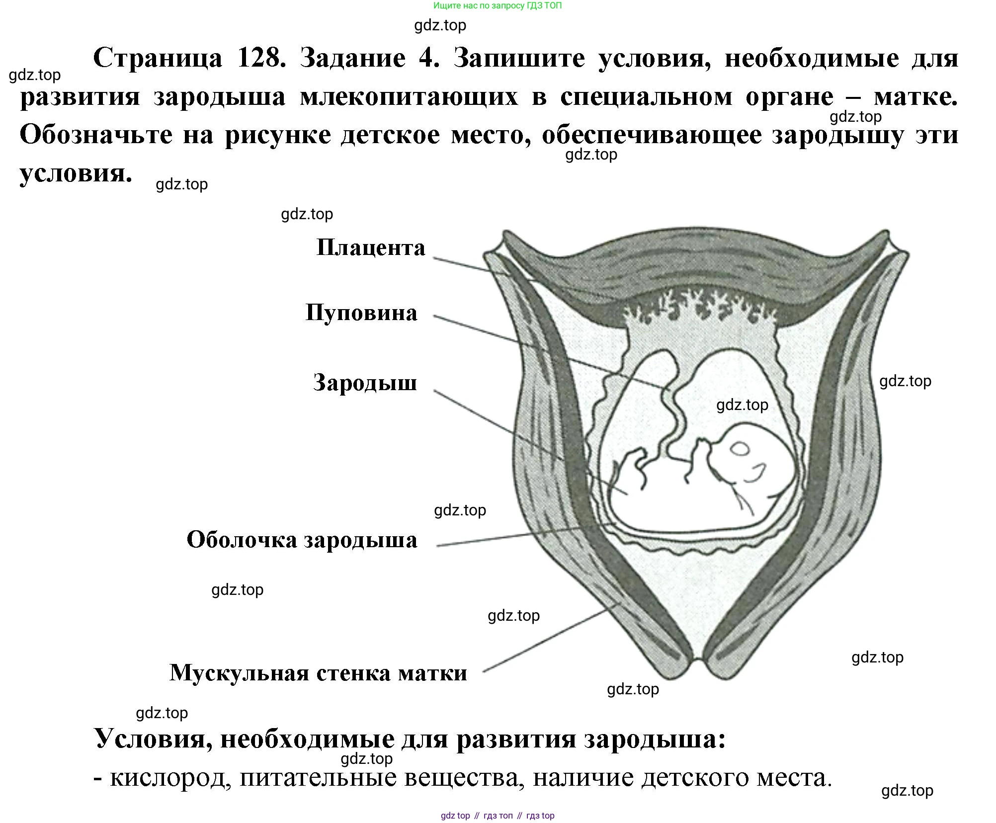 Биология, 8 класс рабочая тетрадь, авторы: Суматохин Сергей Витальевич, Пасечник Владимир Васильевич, Гапонюк Зоя Георгиевна, издательство Просвещение, Москва, 2023, оранжевого цвета, страница 128, номер 4, Решение