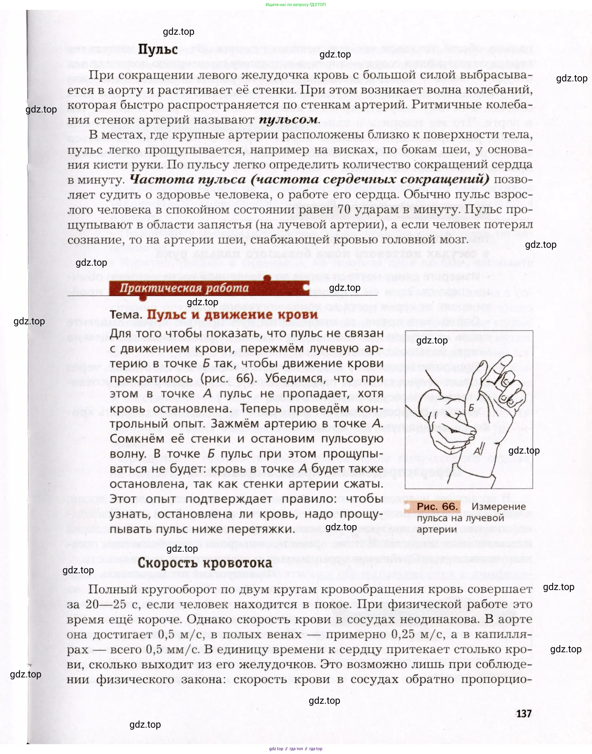 Биология, 8 класс Учебник, авторы: Драгомилов Александр Григорьевич, Маш Реми Давидович, издательство Просвещение, Москва, 2019, оранжевого цвета, страница 137