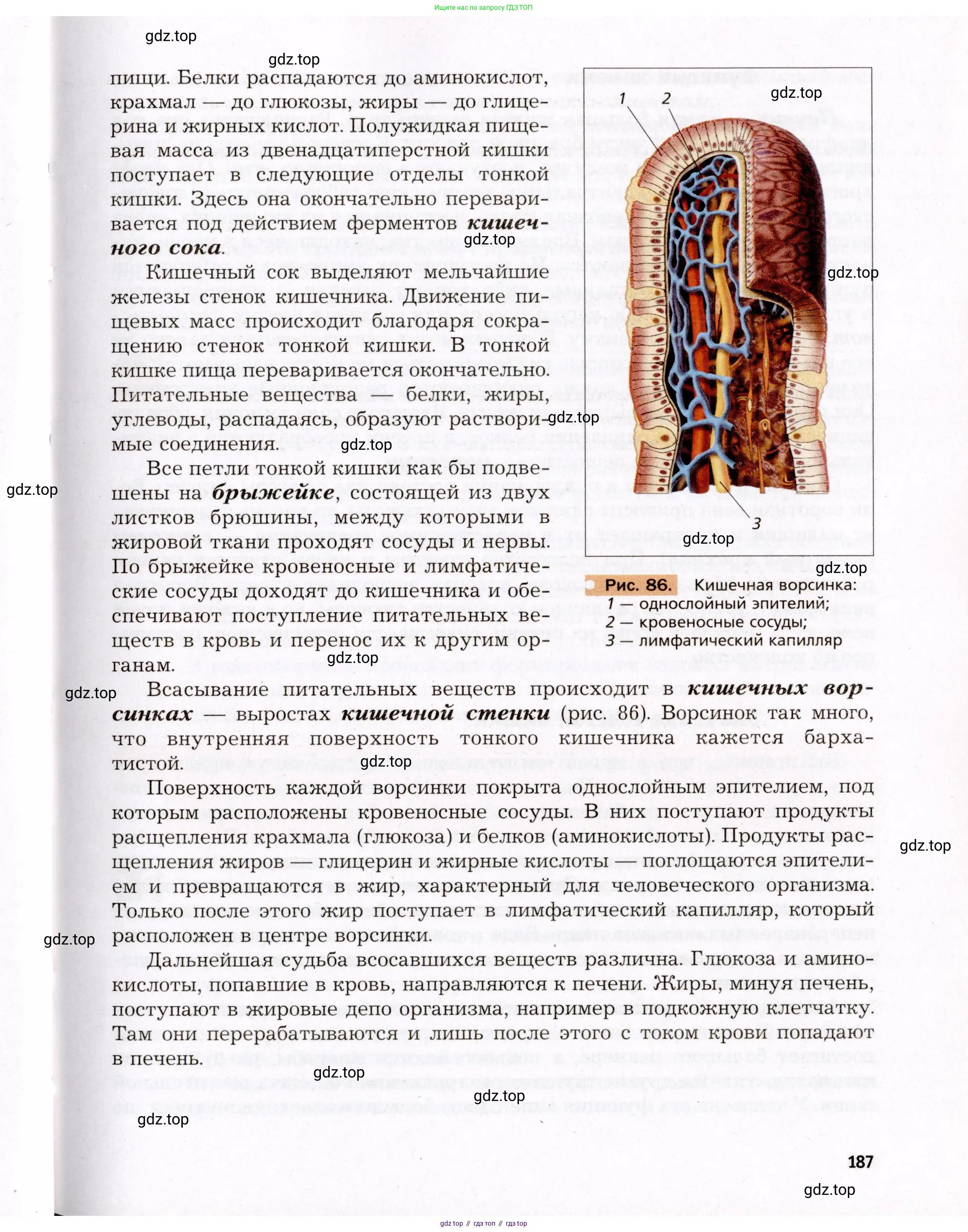 Биология, 8 класс Учебник, авторы: Драгомилов Александр Григорьевич, Маш Реми Давидович, издательство Просвещение, Москва, 2019, оранжевого цвета, страница 187