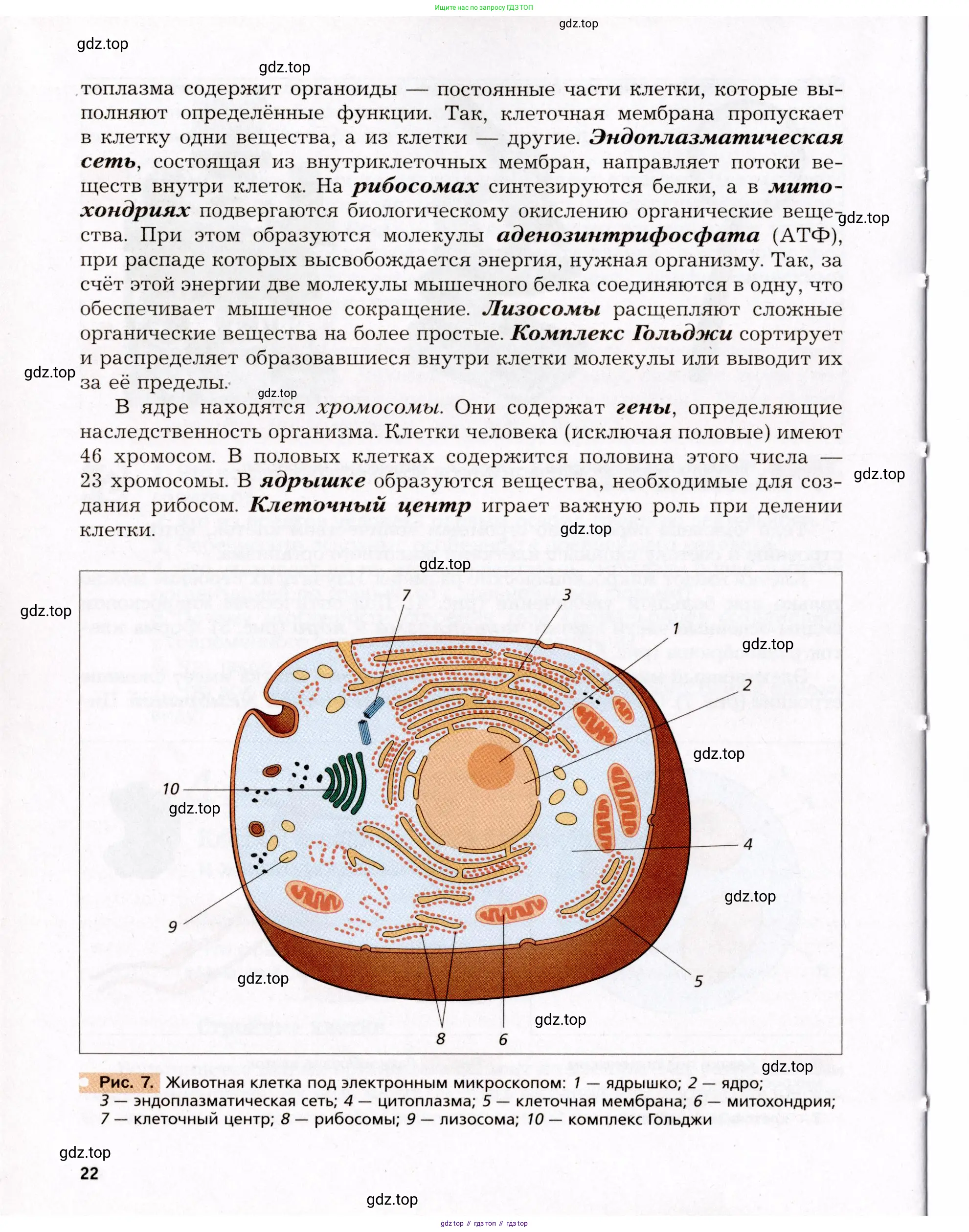 Биология, 8 класс Учебник, авторы: Драгомилов Александр Григорьевич, Маш Реми Давидович, издательство Просвещение, Москва, 2019, оранжевого цвета, страница 22
