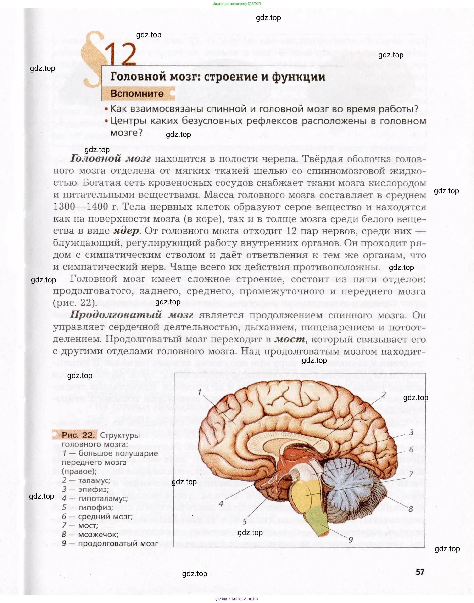 Биология, 8 класс Учебник, авторы: Драгомилов Александр Григорьевич, Маш Реми Давидович, издательство Просвещение, Москва, 2019, оранжевого цвета, страница 57