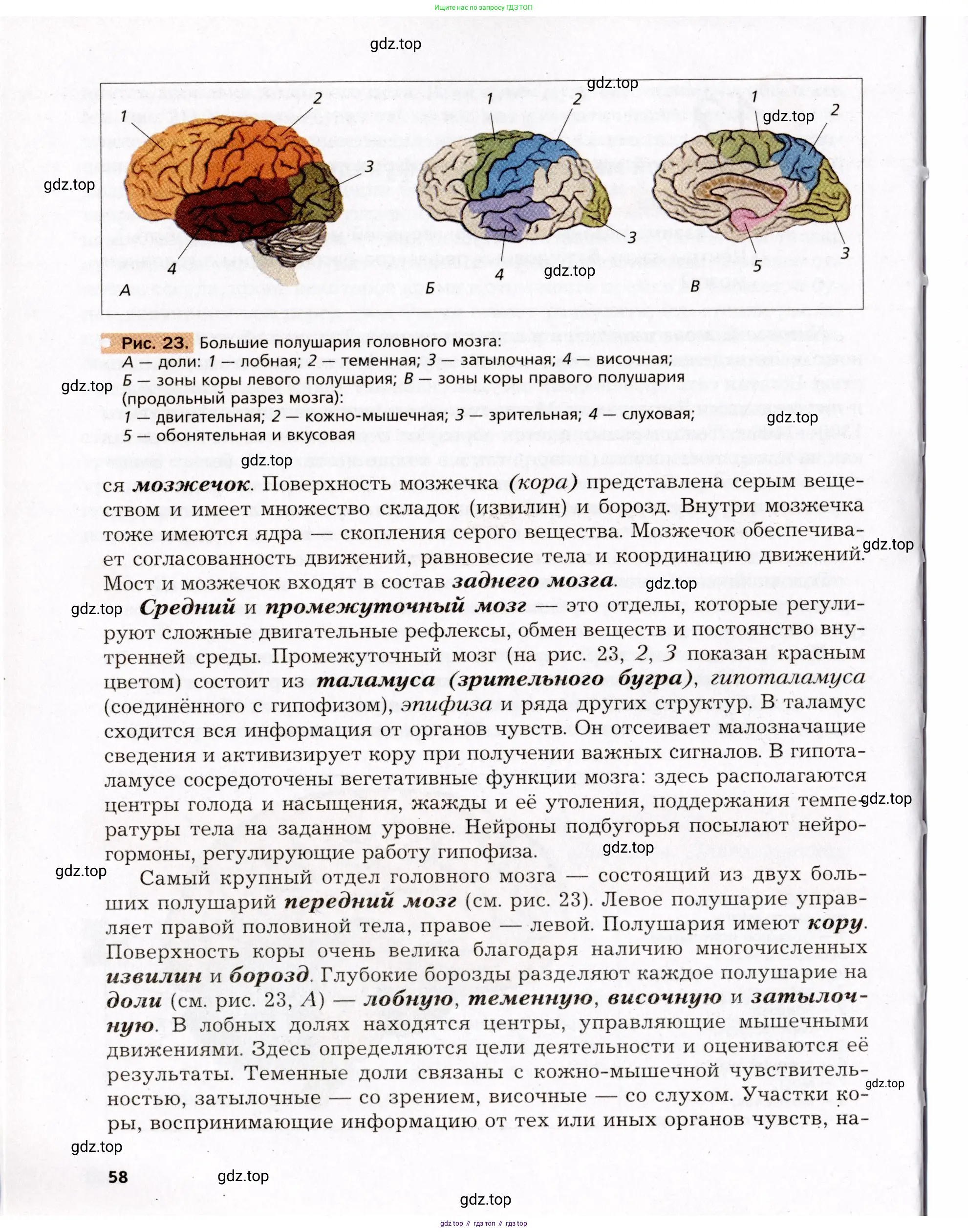 Биология, 8 класс Учебник, авторы: Драгомилов Александр Григорьевич, Маш Реми Давидович, издательство Просвещение, Москва, 2019, оранжевого цвета, страница 58