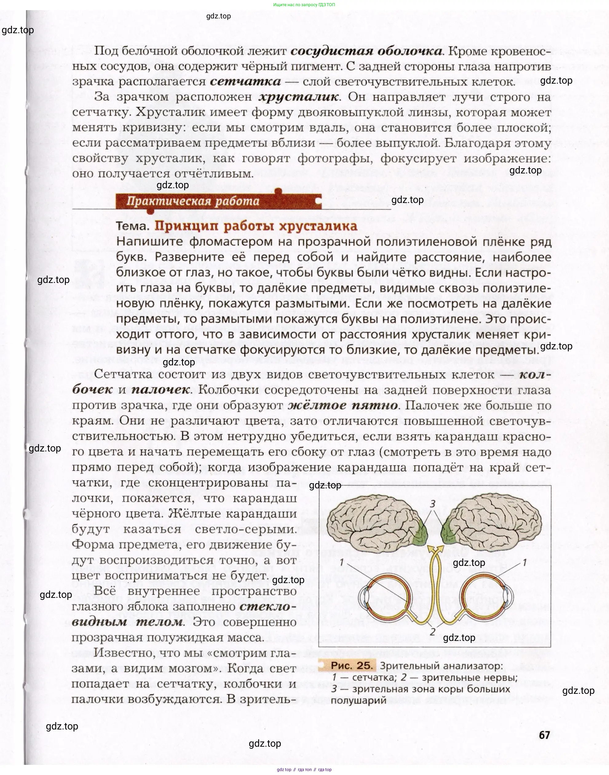 Биология, 8 класс Учебник, авторы: Драгомилов Александр Григорьевич, Маш Реми Давидович, издательство Просвещение, Москва, 2019, оранжевого цвета, страница 67