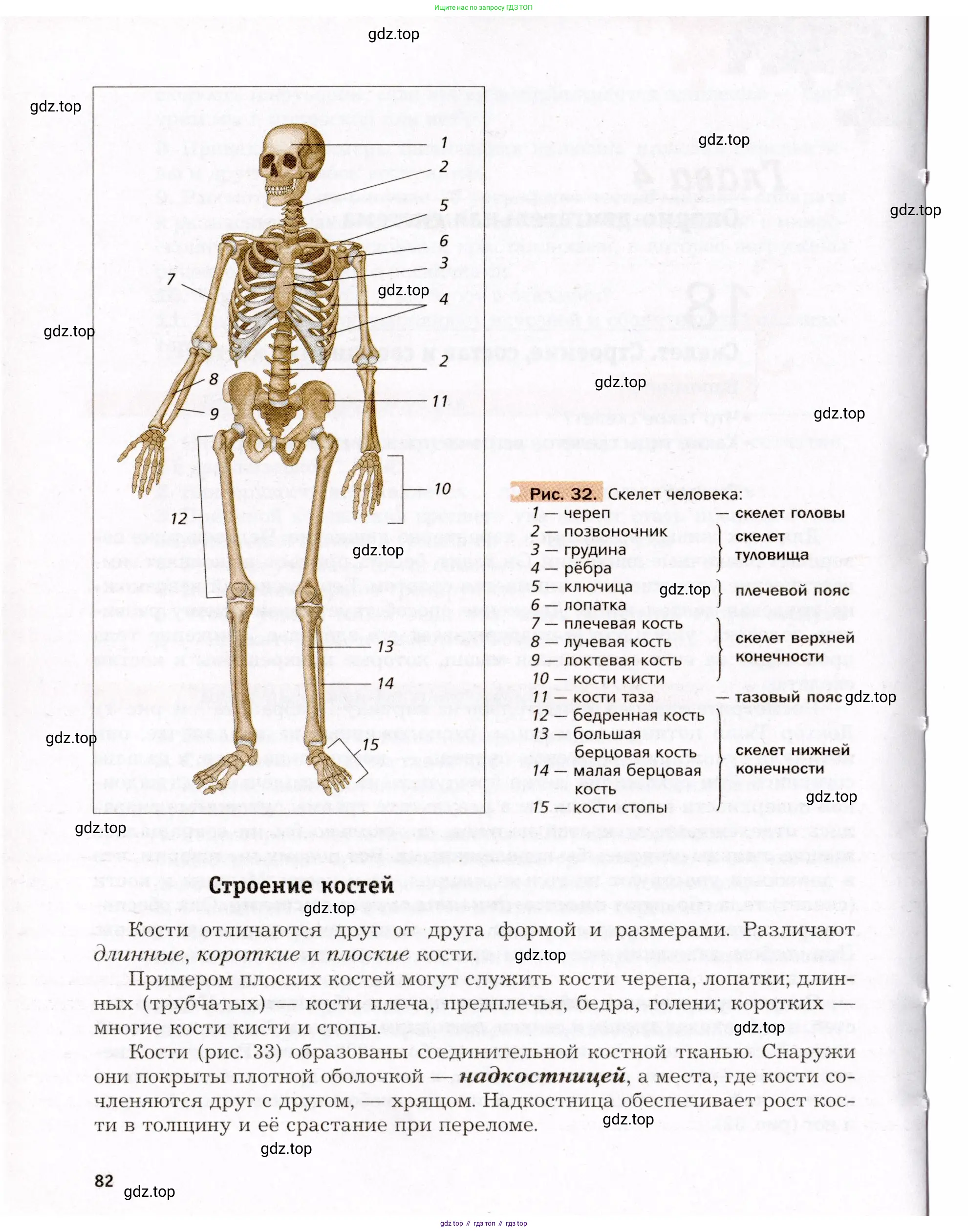 Биология, 8 класс Учебник, авторы: Драгомилов Александр Григорьевич, Маш Реми Давидович, издательство Просвещение, Москва, 2019, оранжевого цвета, страница 82
