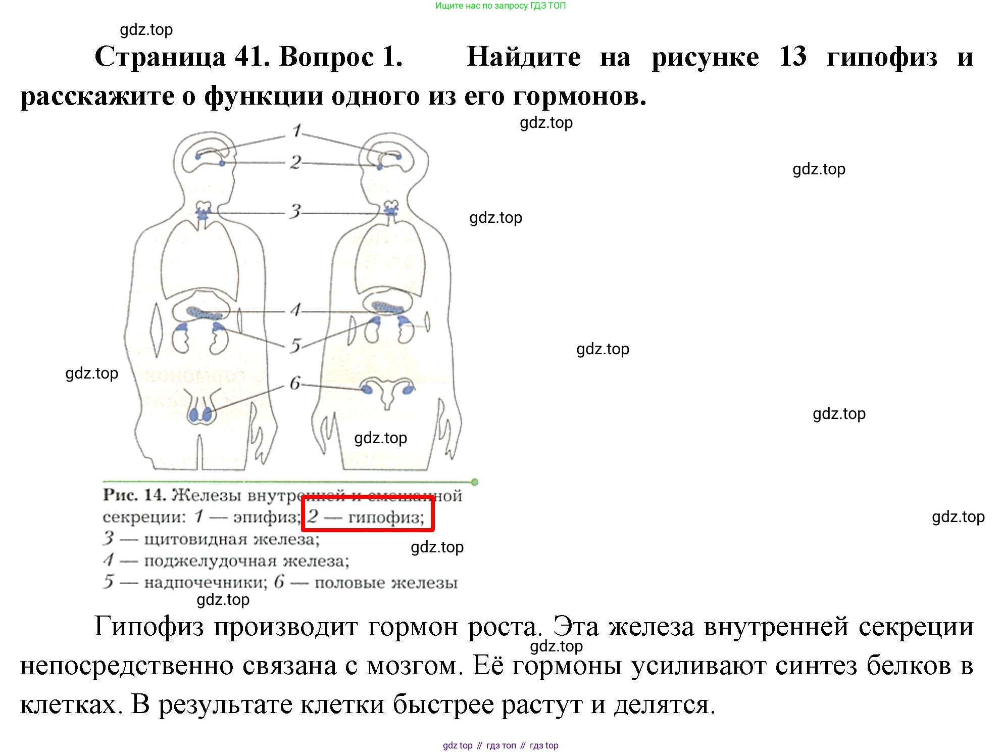 Биология, 8 класс Учебник, авторы: Драгомилов Александр Григорьевич, Маш Реми Давидович, издательство Просвещение, Москва, 2019, оранжевого цвета, страница 41, номер 1, Решение