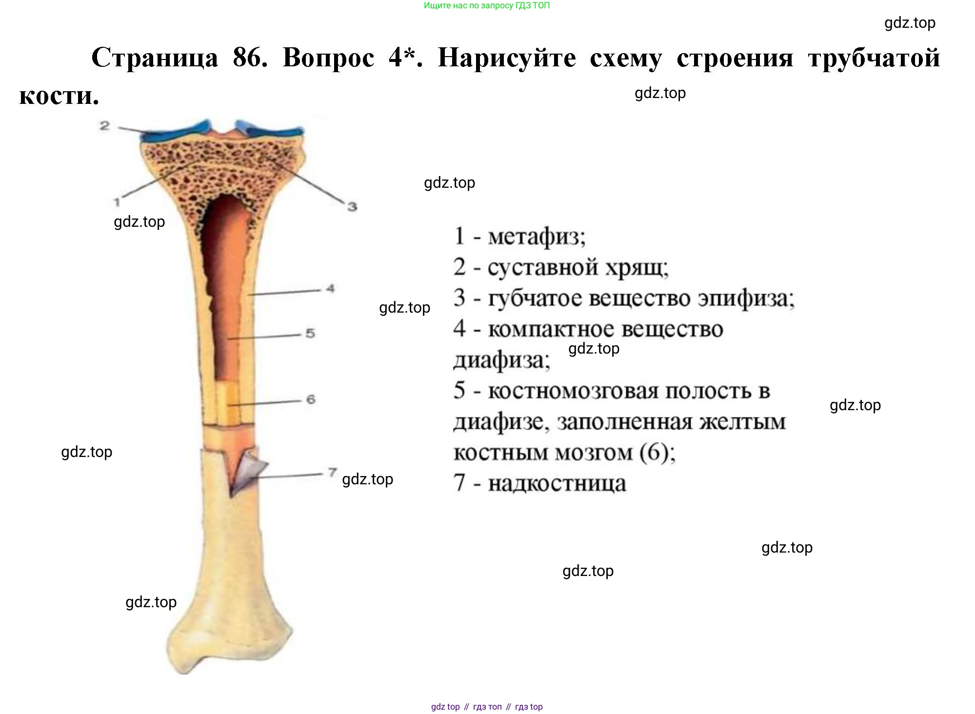 Биология, 8 класс Учебник, авторы: Драгомилов Александр Григорьевич, Маш Реми Давидович, издательство Просвещение, Москва, 2019, оранжевого цвета, страница 86, номер 4, Решение