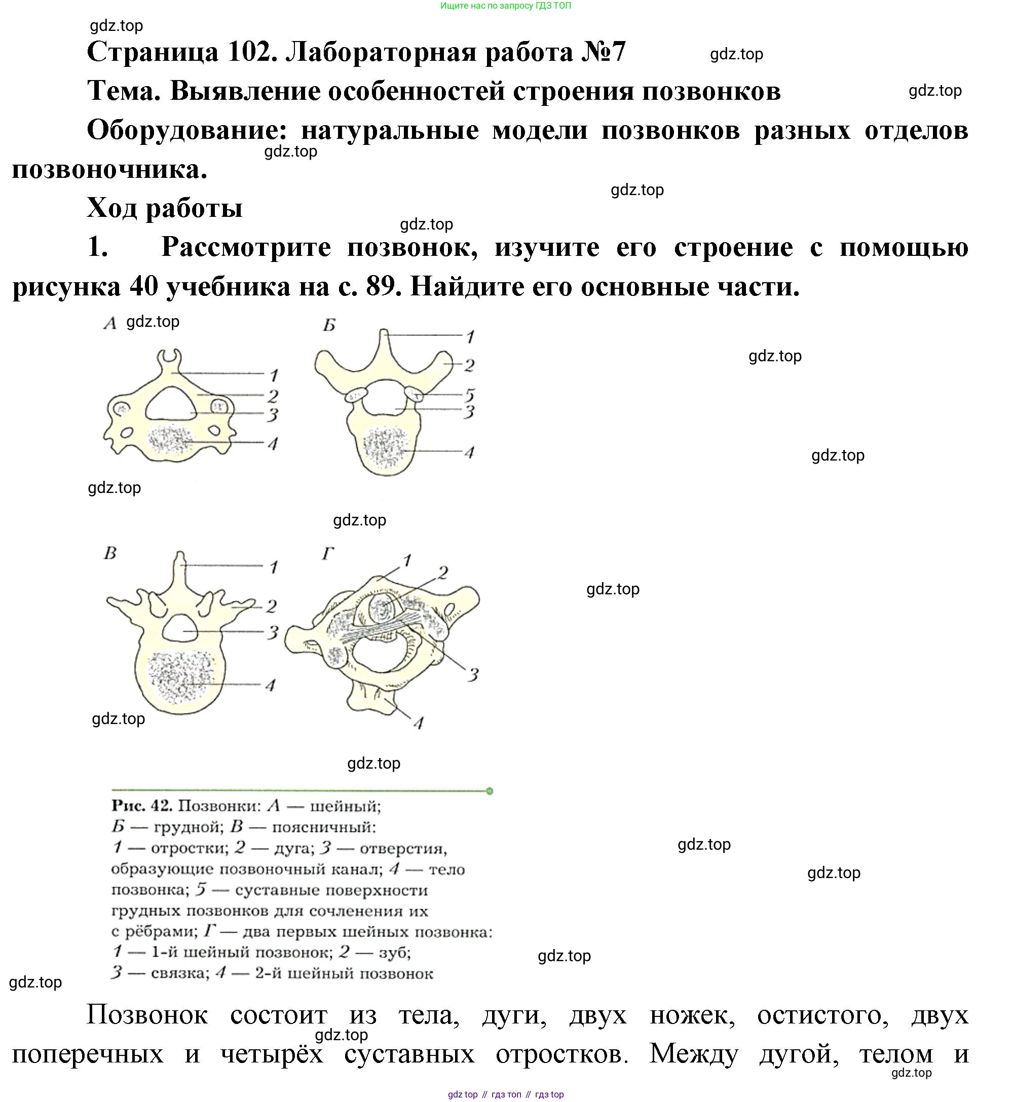 Биология, 8 класс Учебник, авторы: Драгомилов Александр Григорьевич, Маш Реми Давидович, издательство Просвещение, Москва, 2019, оранжевого цвета, страница 91, Решение