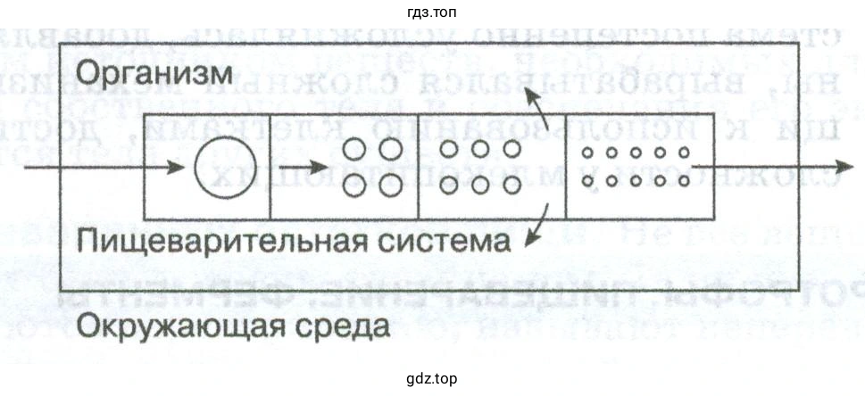 Схема. Принцип процесса пищеварения