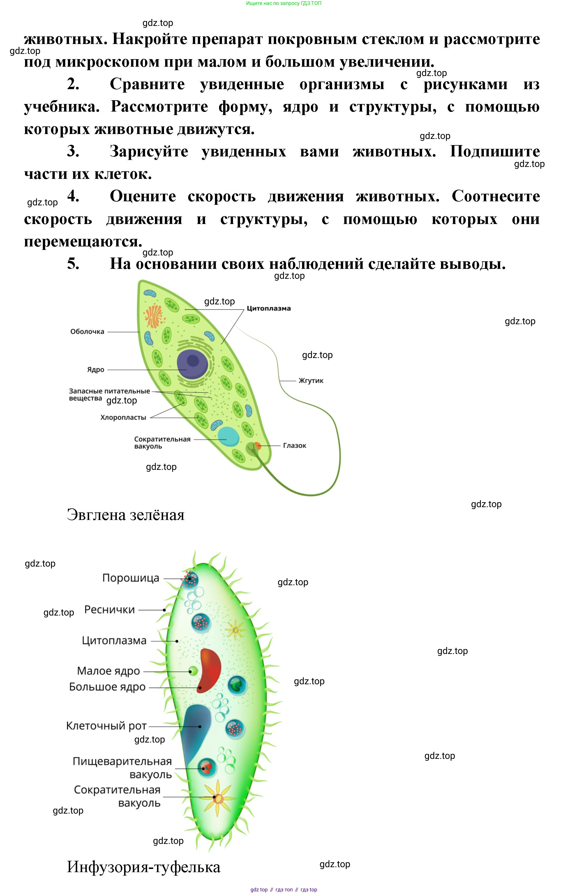ГДЗ Биология, 8 класс Учебник, авторы: Латюшин Виталий Викторович, Шапкин Владимир Алексеевич, Озерова Жанна Анатольевна, издательство Просвещение, Москва, 2021, белого цвета, страница 33, номер 1, Решение (продолжение 2)