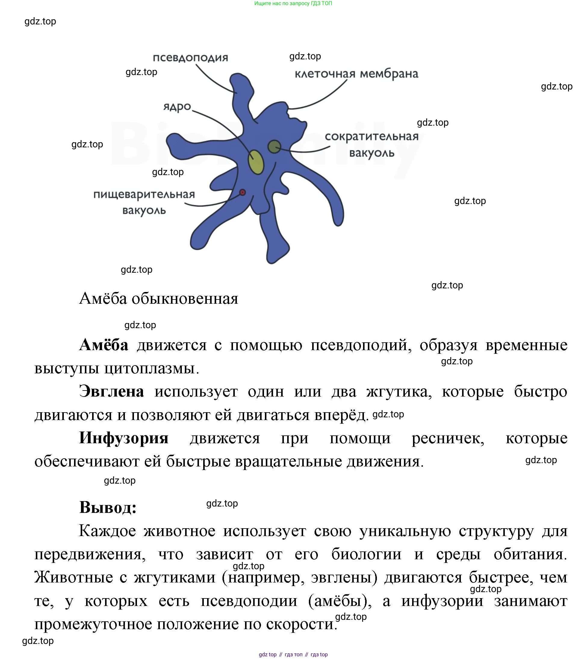 ГДЗ Биология, 8 класс Учебник, авторы: Латюшин Виталий Викторович, Шапкин Владимир Алексеевич, Озерова Жанна Анатольевна, издательство Просвещение, Москва, 2021, белого цвета, страница 33, номер 1, Решение (продолжение 3)