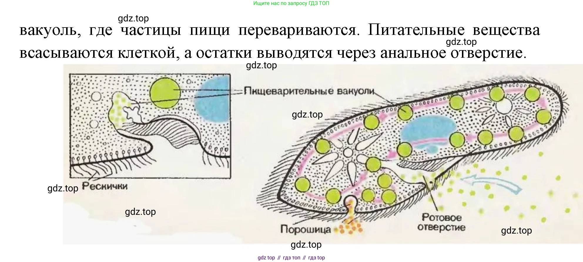 ГДЗ Биология, 8 класс Учебник, авторы: Латюшин Виталий Викторович, Шапкин Владимир Алексеевич, Озерова Жанна Анатольевна, издательство Просвещение, Москва, 2021, белого цвета, страница 36, номер 5, Решение (продолжение 2)