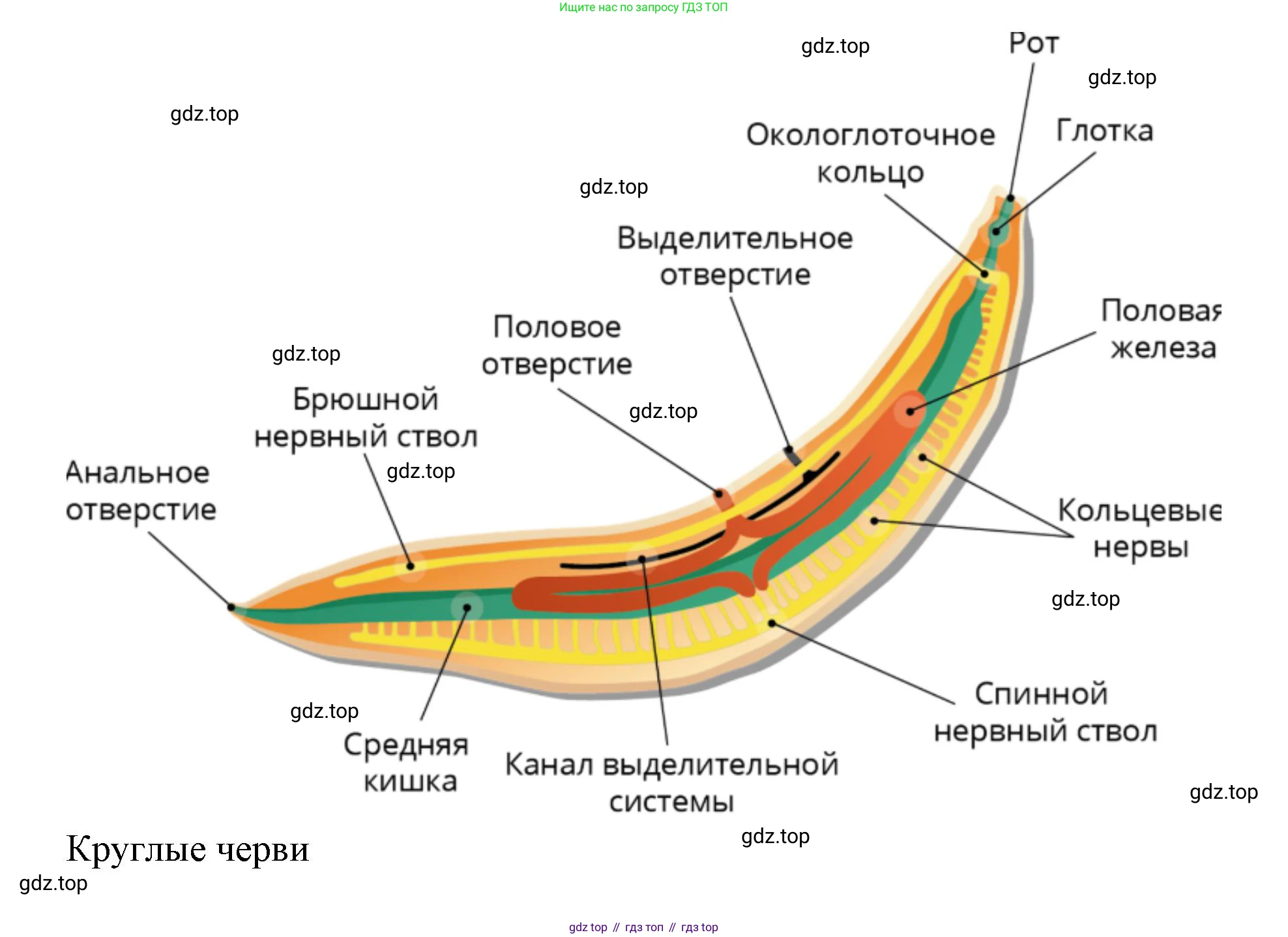 ГДЗ Биология, 8 класс Учебник, авторы: Латюшин Виталий Викторович, Шапкин Владимир Алексеевич, Озерова Жанна Анатольевна, издательство Просвещение, Москва, 2021, белого цвета, страница 80, номер 1, Решение (продолжение 2)