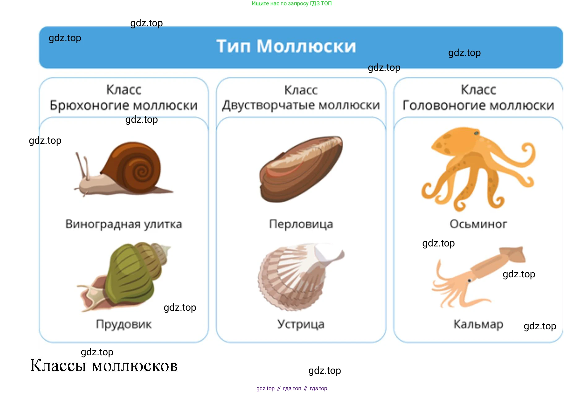 ГДЗ Биология, 8 класс Учебник, авторы: Латюшин Виталий Викторович, Шапкин Владимир Алексеевич, Озерова Жанна Анатольевна, издательство Просвещение, Москва, 2021, белого цвета, страница 135, номер 1, Решение (продолжение 2)