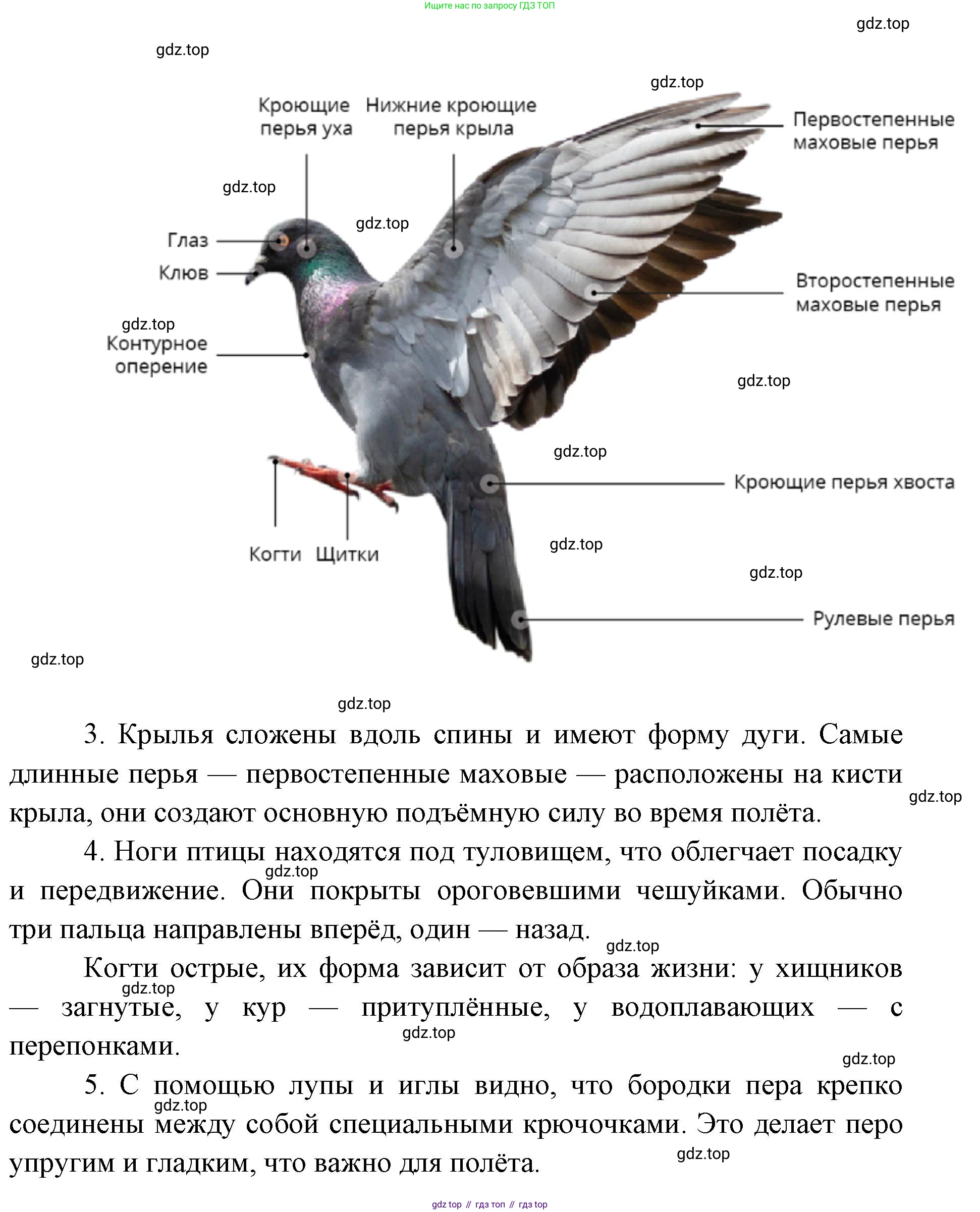 ГДЗ Биология, 8 класс Учебник, авторы: Латюшин Виталий Викторович, Шапкин Владимир Алексеевич, Озерова Жанна Анатольевна, издательство Просвещение, Москва, 2021, белого цвета, страница 264, номер 1, Решение (продолжение 3)