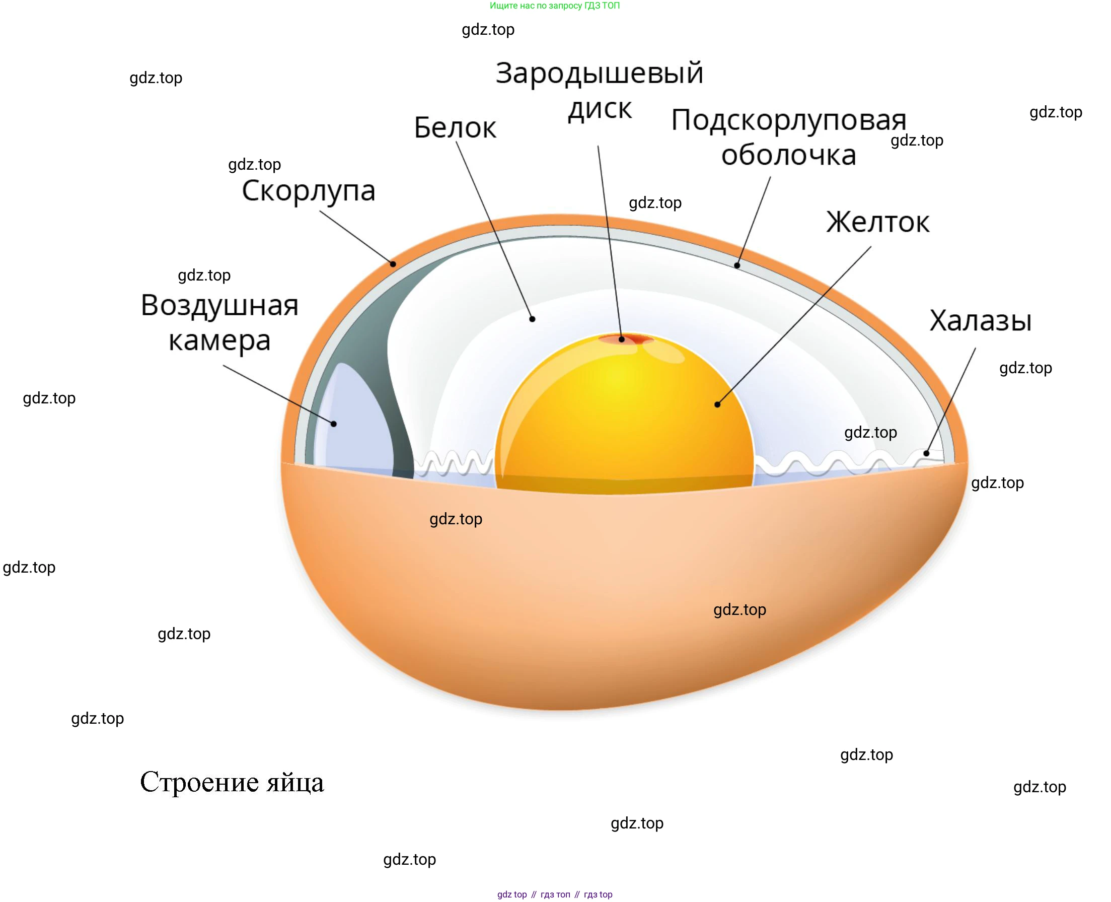 ГДЗ Биология, 8 класс Учебник, авторы: Латюшин Виталий Викторович, Шапкин Владимир Алексеевич, Озерова Жанна Анатольевна, издательство Просвещение, Москва, 2021, белого цвета, страница 274, номер 1, Решение (продолжение 3)
