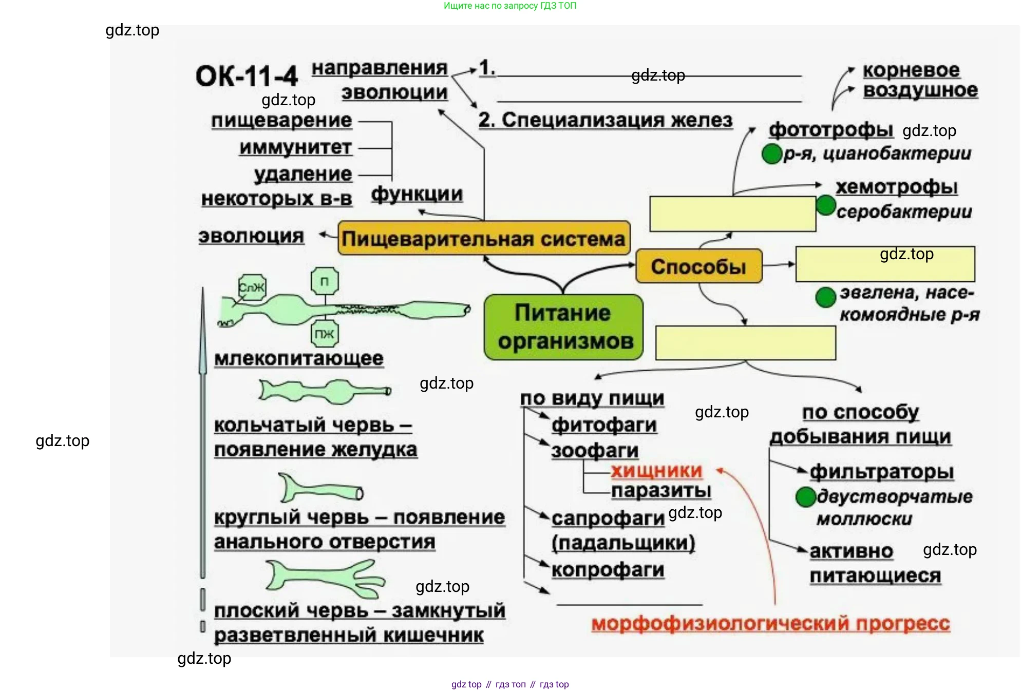 ГДЗ Биология, 8 класс Учебник, авторы: Латюшин Виталий Викторович, Шапкин Владимир Алексеевич, Озерова Жанна Анатольевна, издательство Просвещение, Москва, 2021, белого цвета, страница 336, номер 1, Решение (продолжение 2)