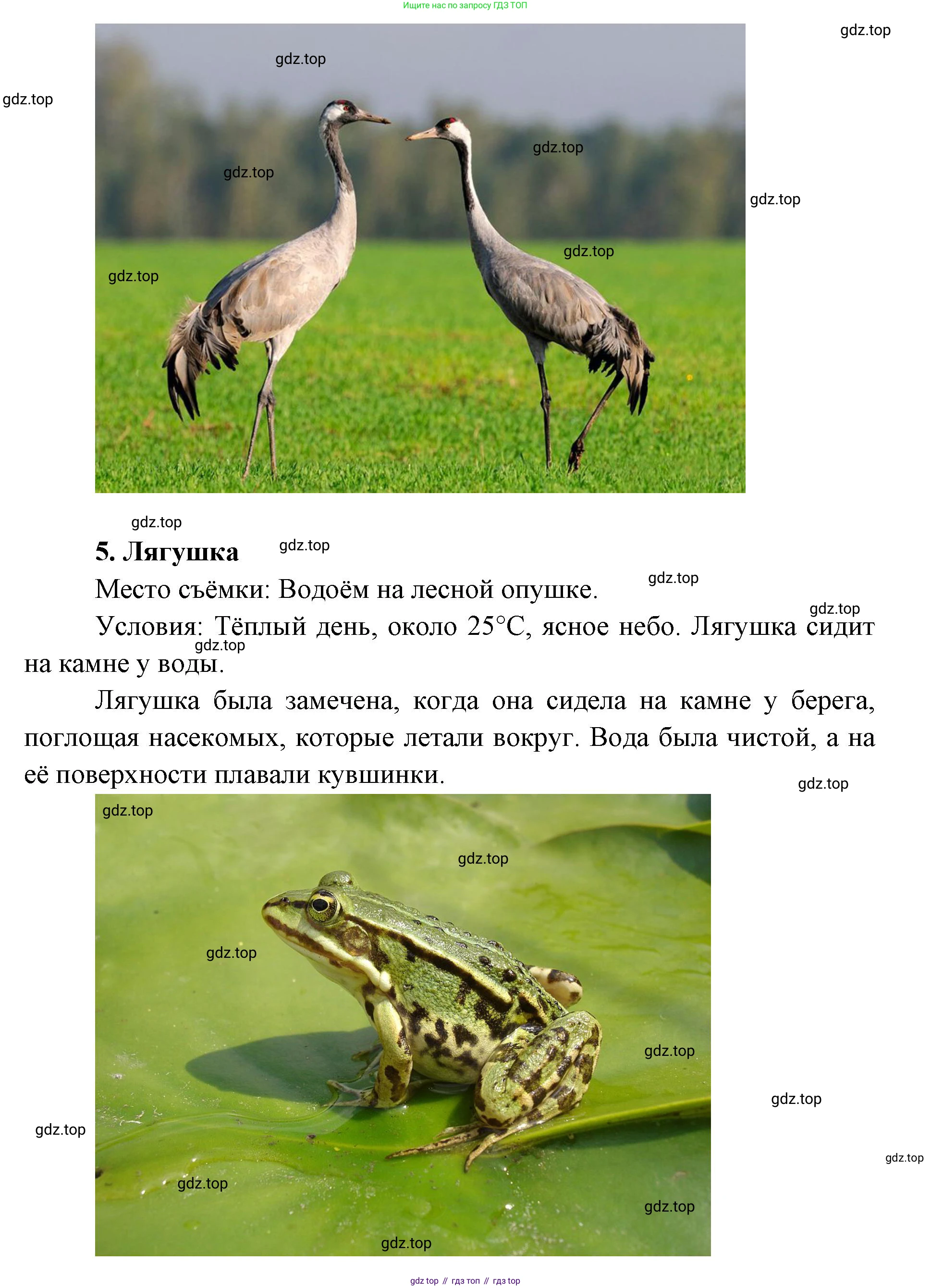 ГДЗ Биология, 8 класс Учебник, авторы: Латюшин Виталий Викторович, Шапкин Владимир Алексеевич, Озерова Жанна Анатольевна, издательство Просвещение, Москва, 2021, белого цвета, страница 416, номер 7, Решение (продолжение 4)