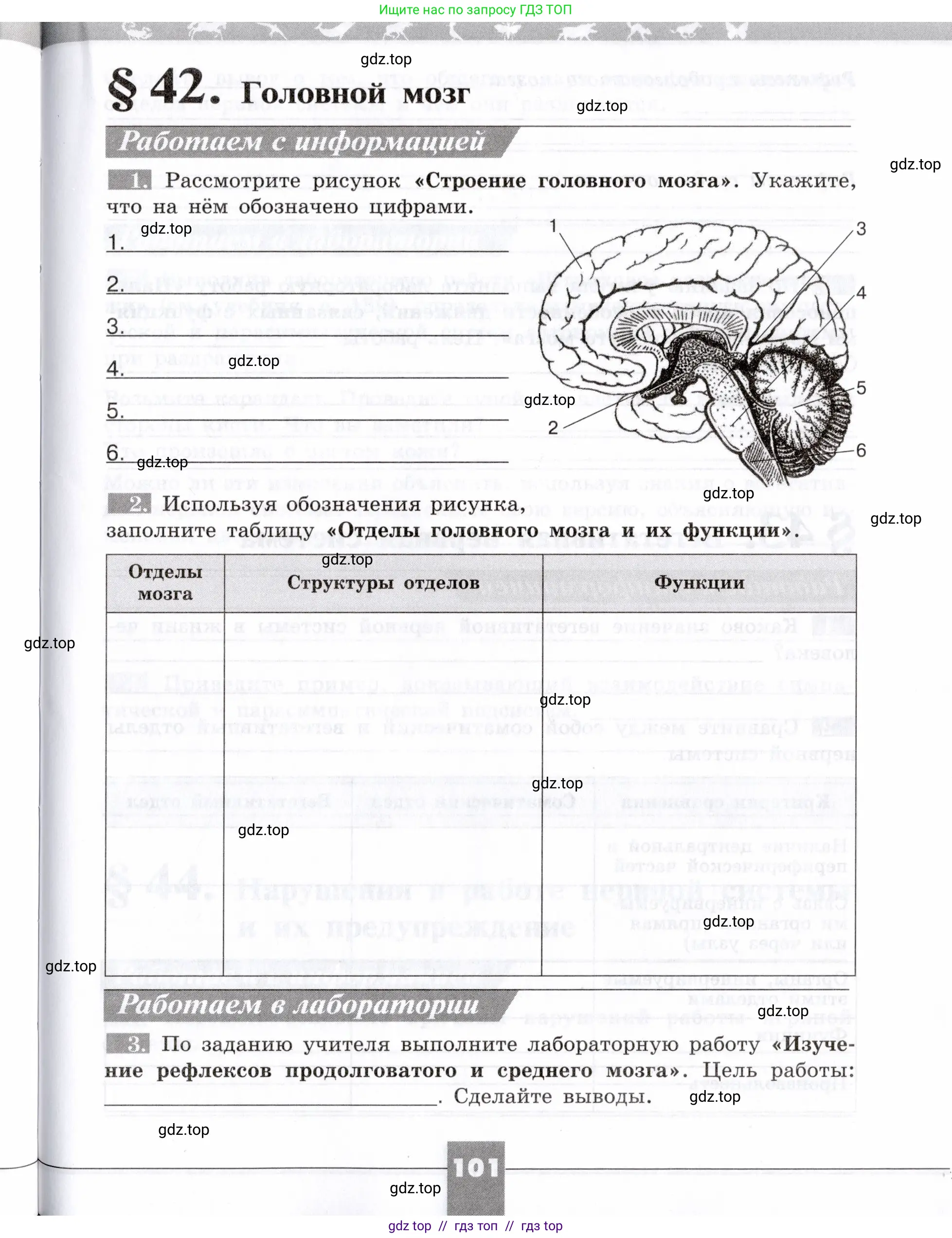 Биология, 8 класс рабочая тетрадь, авторы: Пасечник Владимир Васильевич, Швецов Глеб Геннадьевич, издательство Просвещение, Москва, 2019, страница 101