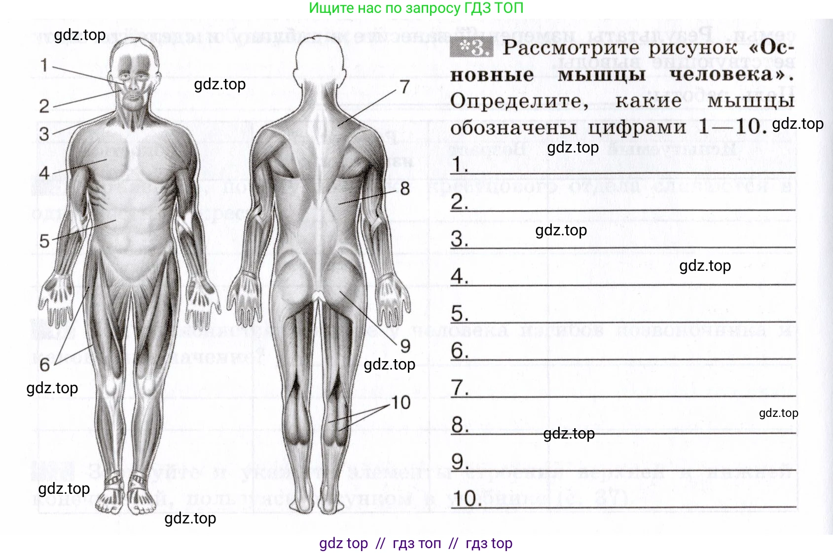 Биология, 8 класс рабочая тетрадь, авторы: Пасечник Владимир Васильевич, Швецов Глеб Геннадьевич, издательство Просвещение, Москва, 2019, страница 26, номер 3, Условие