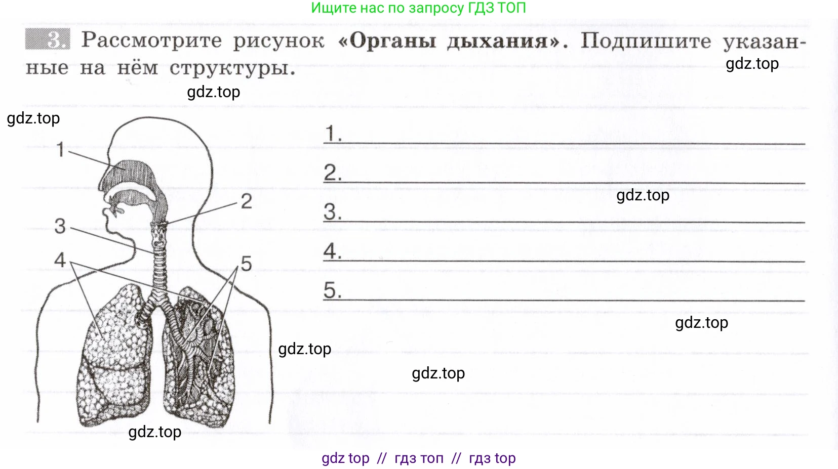 Биология, 8 класс рабочая тетрадь, авторы: Пасечник Владимир Васильевич, Швецов Глеб Геннадьевич, издательство Просвещение, Москва, 2019, страница 52, номер 3, Условие