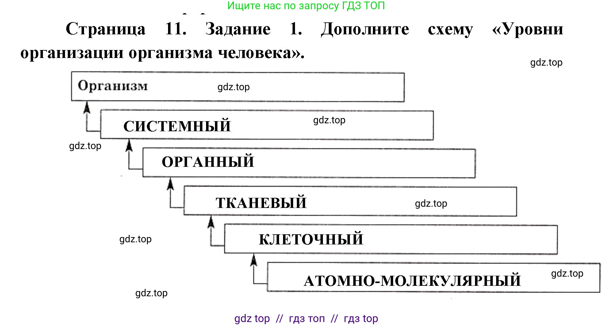 Биология, 8 класс рабочая тетрадь, авторы: Пасечник Владимир Васильевич, Швецов Глеб Геннадьевич, издательство Просвещение, Москва, 2019, страница 11, номер 1, Решение