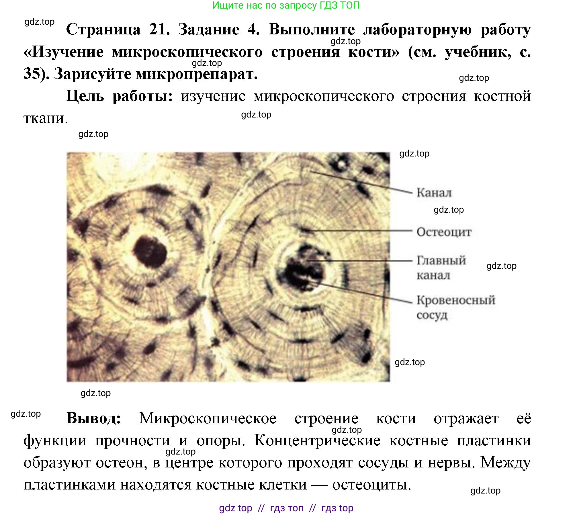 Биология, 8 класс рабочая тетрадь, авторы: Пасечник Владимир Васильевич, Швецов Глеб Геннадьевич, издательство Просвещение, Москва, 2019, страница 21, номер 4, Решение
