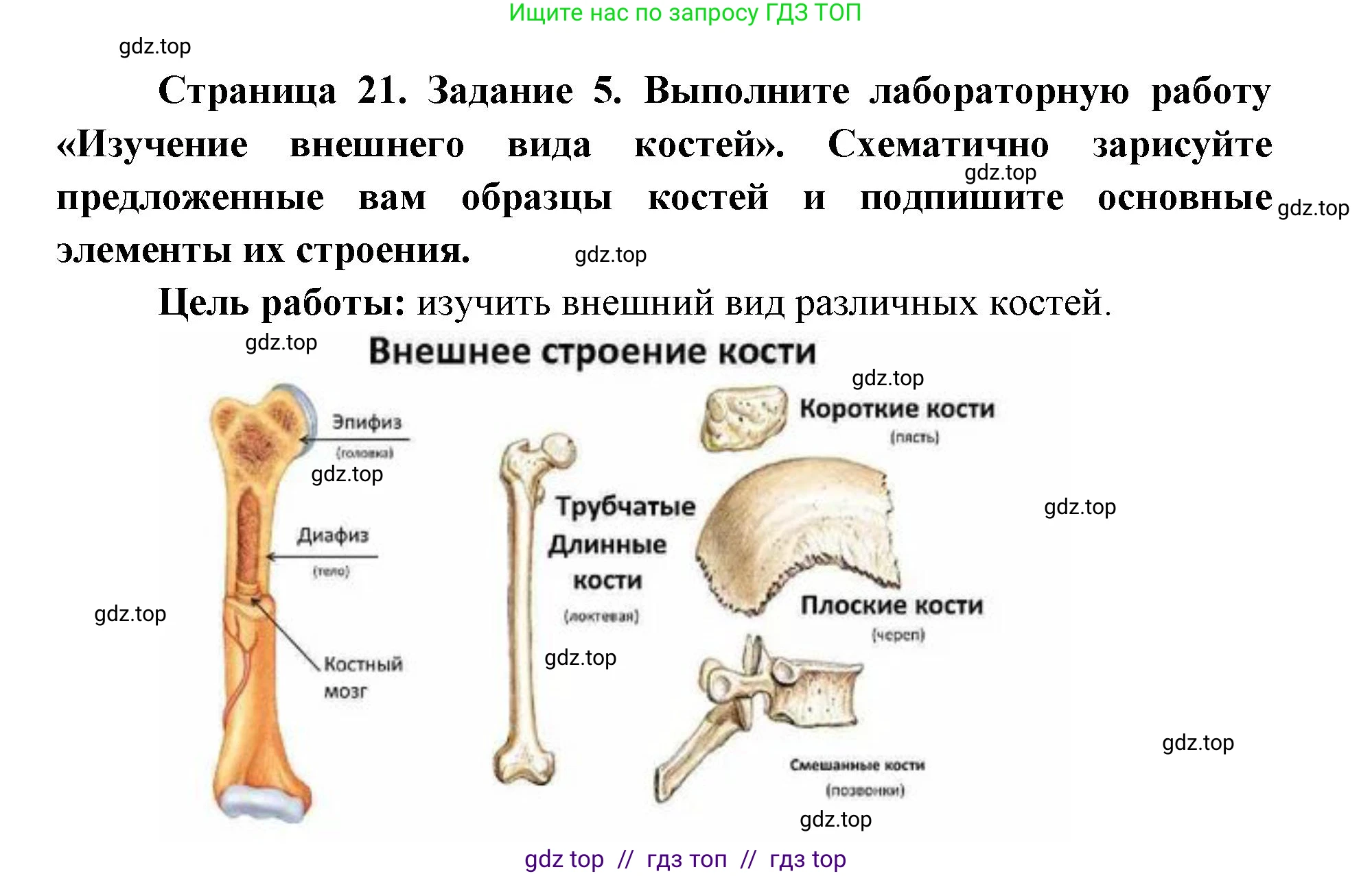 Биология, 8 класс рабочая тетрадь, авторы: Пасечник Владимир Васильевич, Швецов Глеб Геннадьевич, издательство Просвещение, Москва, 2019, страница 21, номер 5, Решение