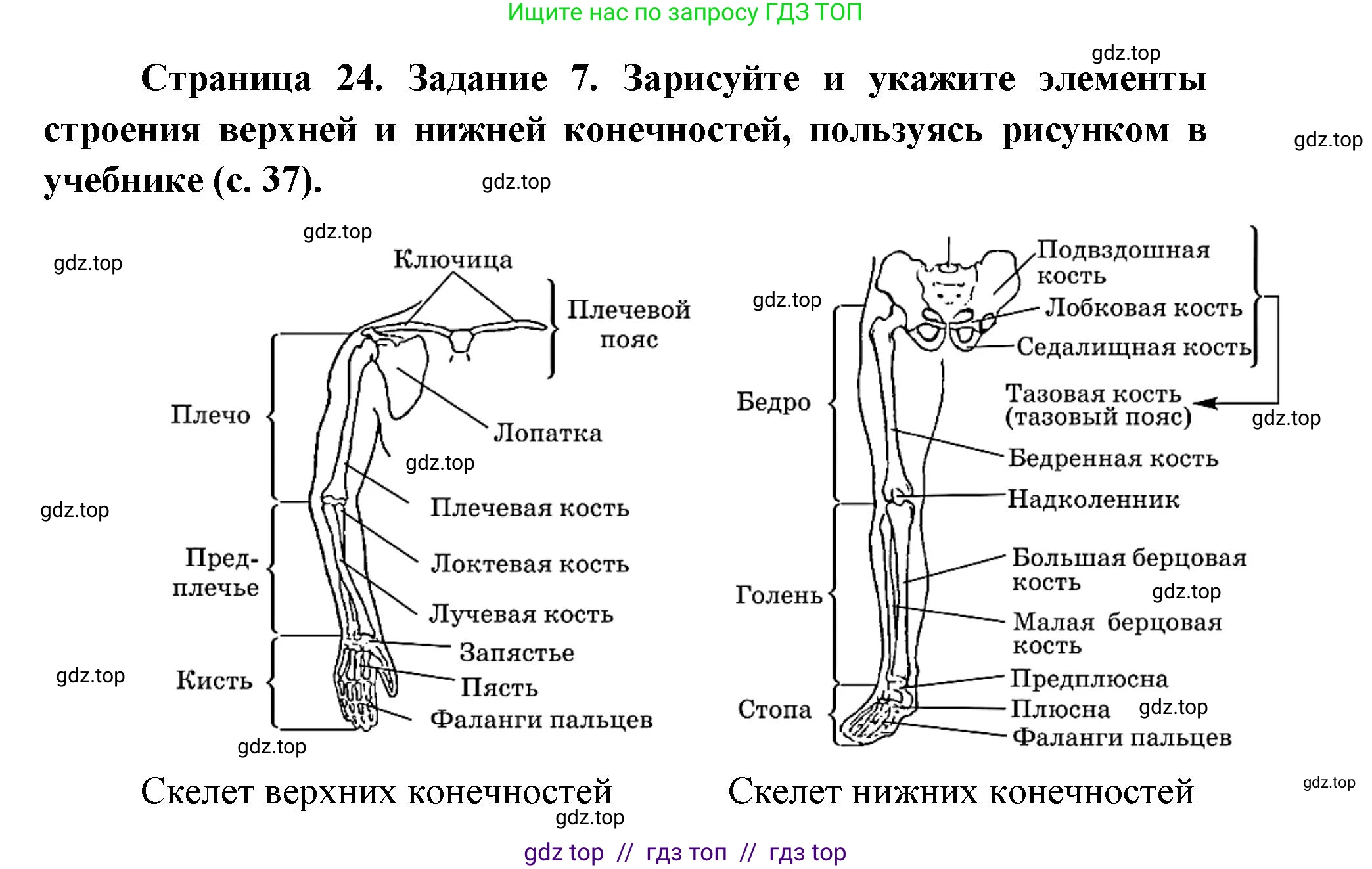 Биология, 8 класс рабочая тетрадь, авторы: Пасечник Владимир Васильевич, Швецов Глеб Геннадьевич, издательство Просвещение, Москва, 2019, страница 24, номер 7, Решение