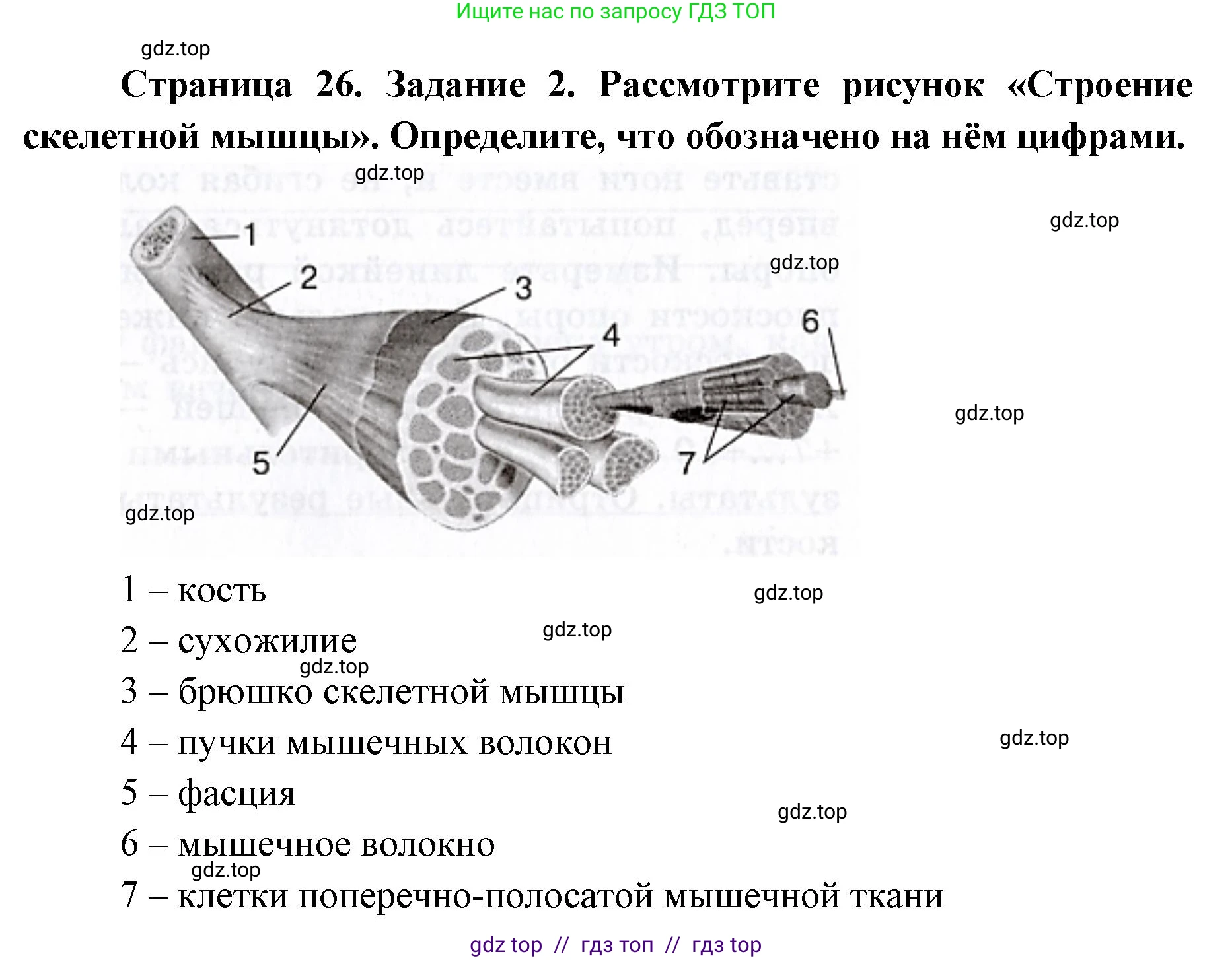 Биология, 8 класс рабочая тетрадь, авторы: Пасечник Владимир Васильевич, Швецов Глеб Геннадьевич, издательство Просвещение, Москва, 2019, страница 26, номер 2, Решение