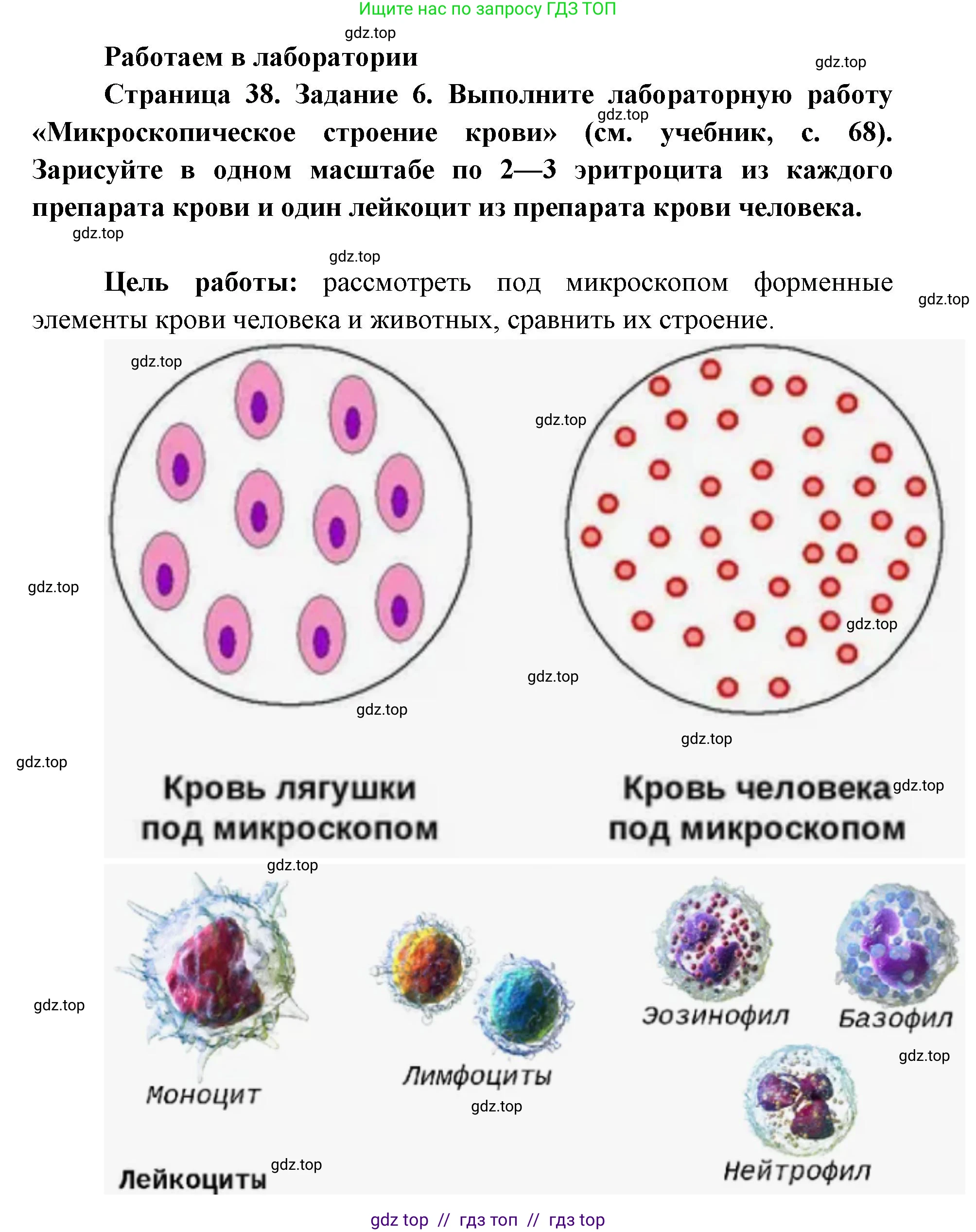 Биология, 8 класс рабочая тетрадь, авторы: Пасечник Владимир Васильевич, Швецов Глеб Геннадьевич, издательство Просвещение, Москва, 2019, страница 38, номер 6, Решение