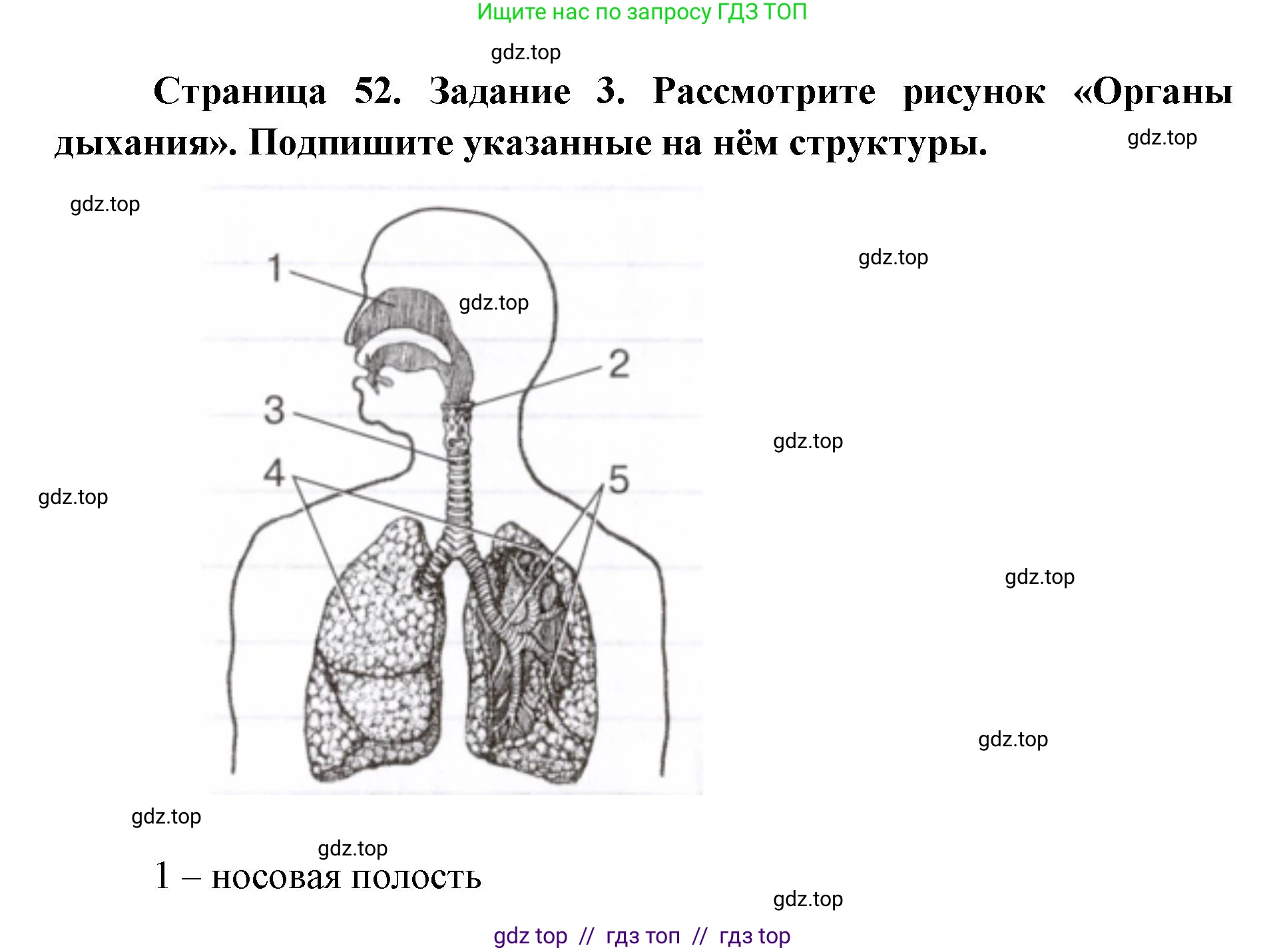 Биология, 8 класс рабочая тетрадь, авторы: Пасечник Владимир Васильевич, Швецов Глеб Геннадьевич, издательство Просвещение, Москва, 2019, страница 52, номер 3, Решение