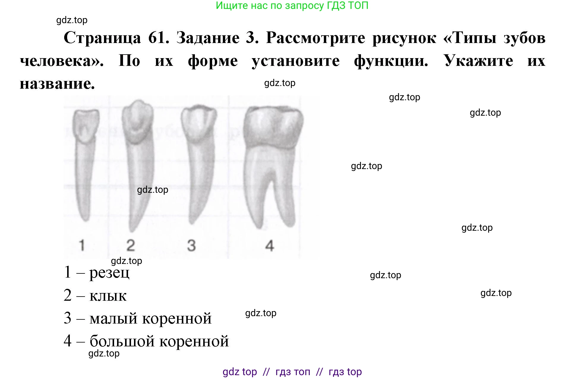 Биология, 8 класс рабочая тетрадь, авторы: Пасечник Владимир Васильевич, Швецов Глеб Геннадьевич, издательство Просвещение, Москва, 2019, страница 61, номер 3, Решение