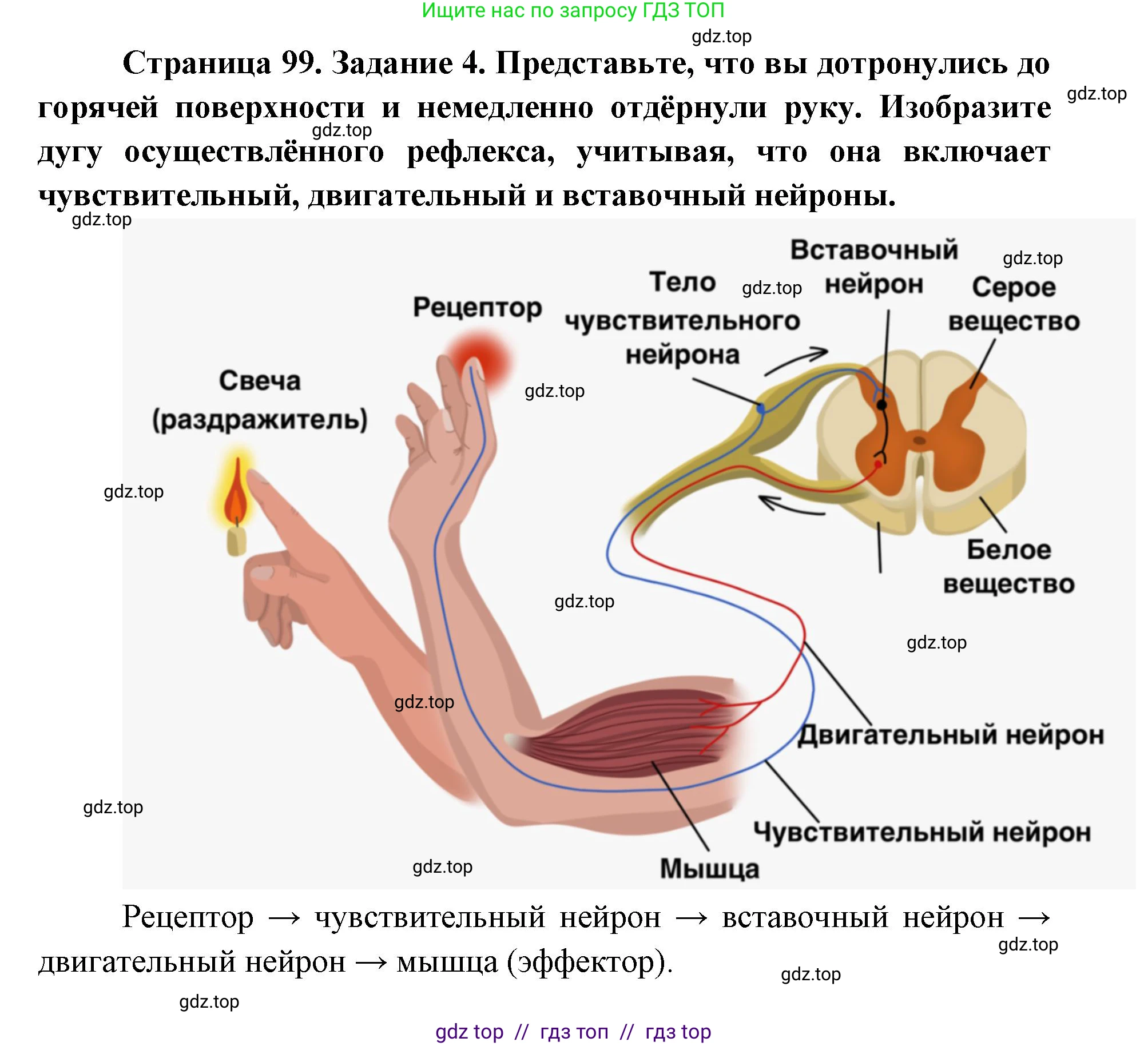 Биология, 8 класс рабочая тетрадь, авторы: Пасечник Владимир Васильевич, Швецов Глеб Геннадьевич, издательство Просвещение, Москва, 2019, страница 99, номер 4, Решение