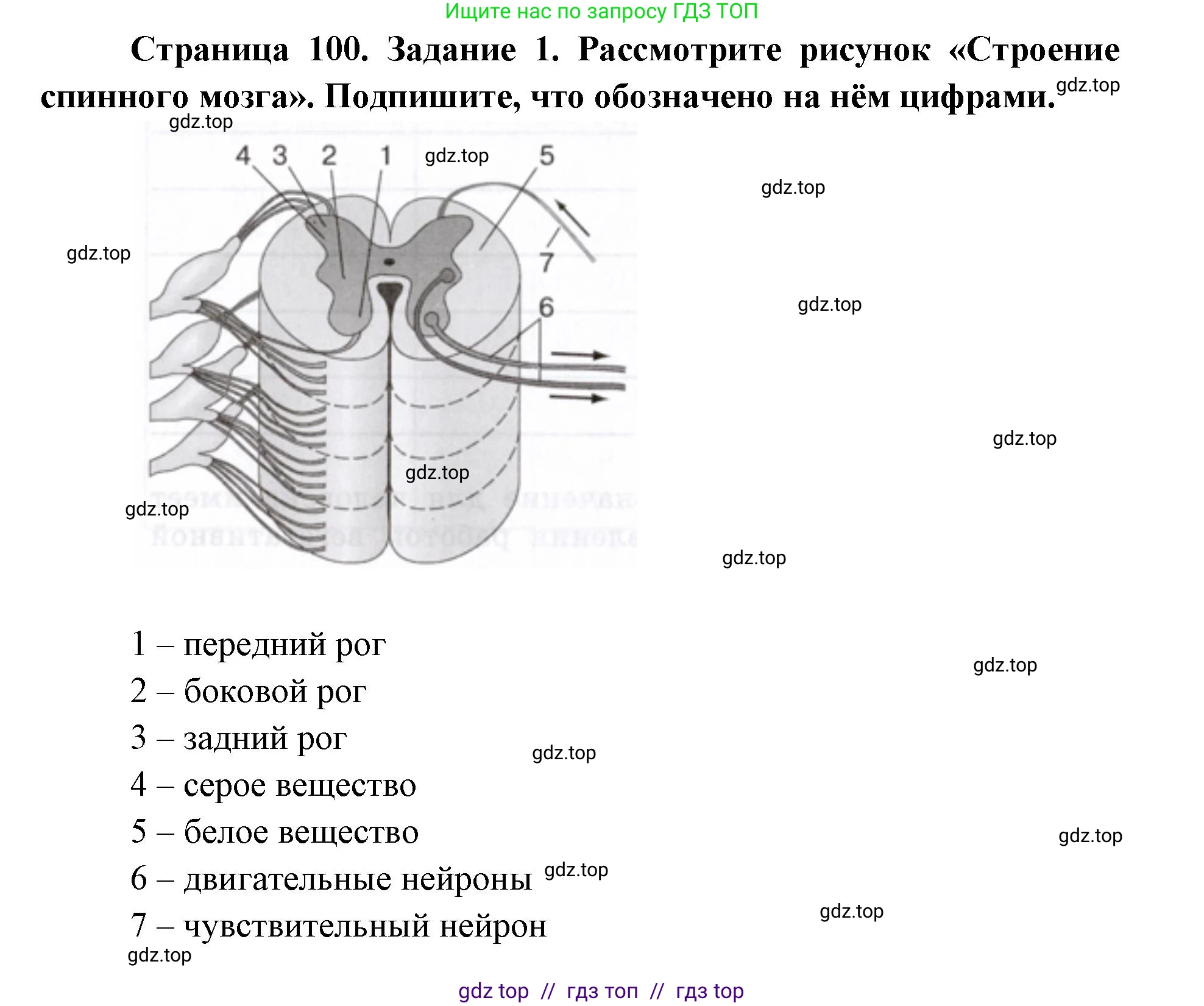 Биология, 8 класс рабочая тетрадь, авторы: Пасечник Владимир Васильевич, Швецов Глеб Геннадьевич, издательство Просвещение, Москва, 2019, страница 100, номер 1, Решение
