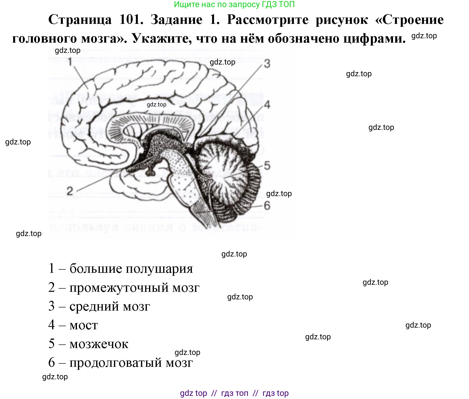 Биология, 8 класс рабочая тетрадь, авторы: Пасечник Владимир Васильевич, Швецов Глеб Геннадьевич, издательство Просвещение, Москва, 2019, страница 101, номер 1, Решение