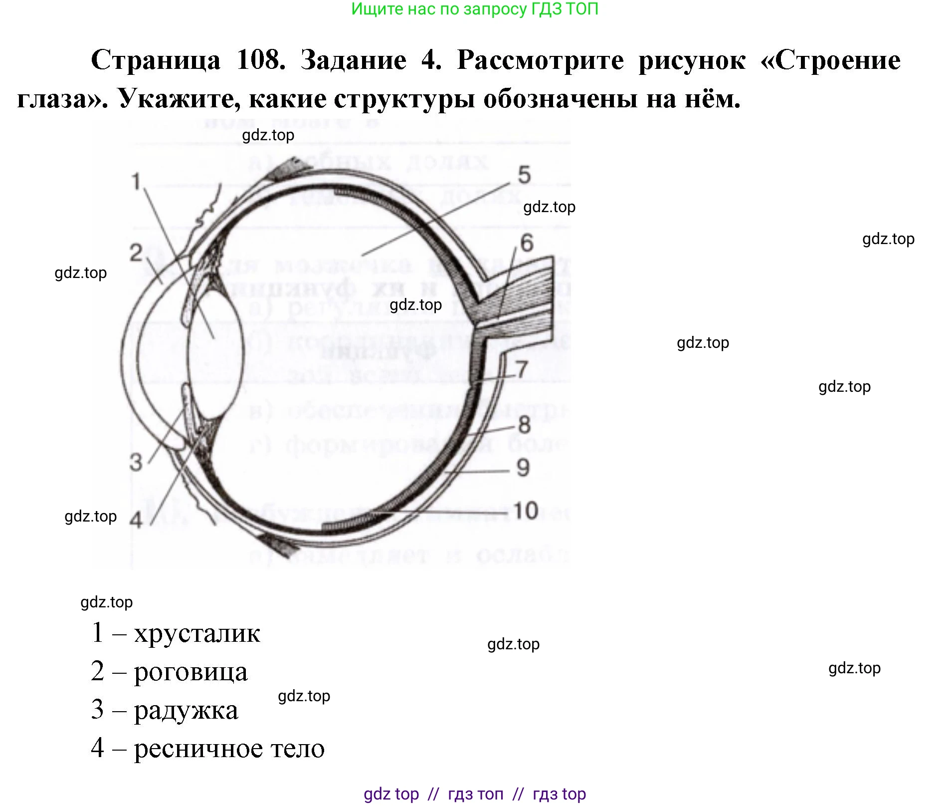 Биология, 8 класс рабочая тетрадь, авторы: Пасечник Владимир Васильевич, Швецов Глеб Геннадьевич, издательство Просвещение, Москва, 2019, страница 108, номер 4, Решение