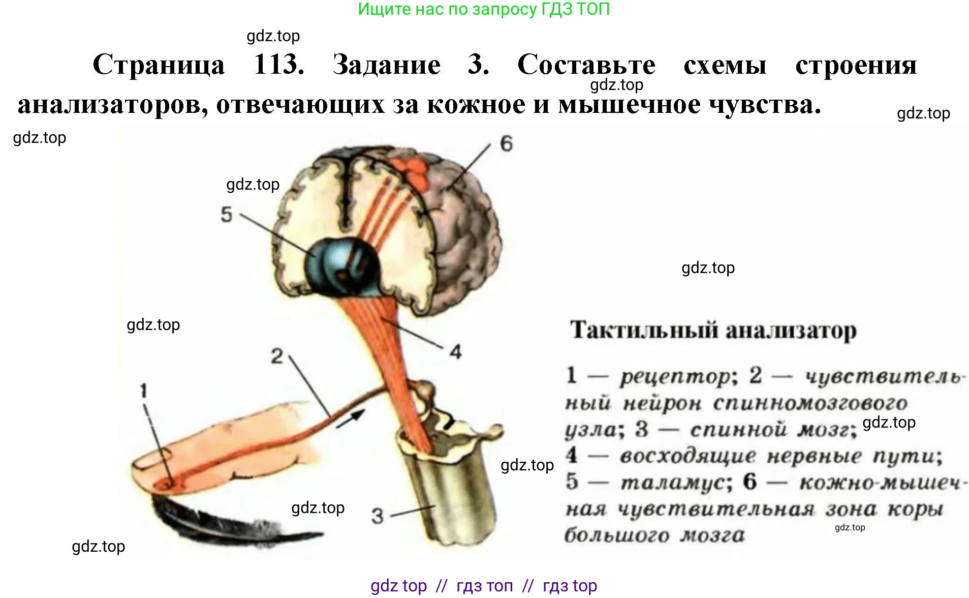 Биология, 8 класс рабочая тетрадь, авторы: Пасечник Владимир Васильевич, Швецов Глеб Геннадьевич, издательство Просвещение, Москва, 2019, страница 113, номер 3, Решение