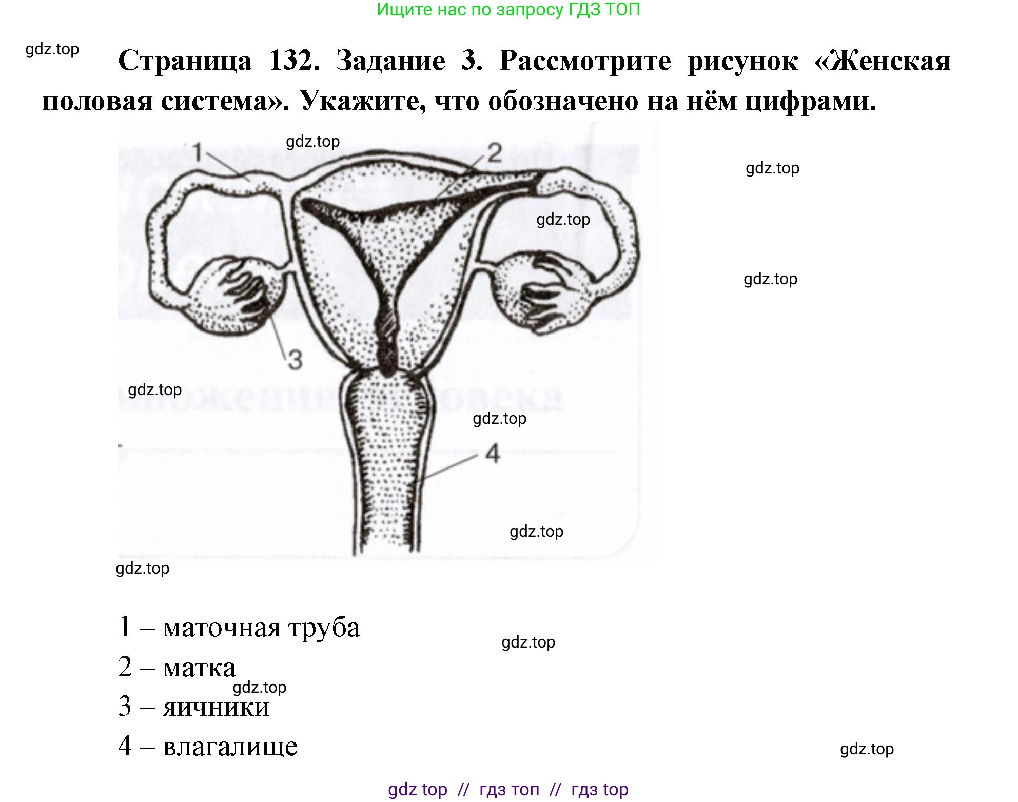Биология, 8 класс рабочая тетрадь, авторы: Пасечник Владимир Васильевич, Швецов Глеб Геннадьевич, издательство Просвещение, Москва, 2019, страница 132, номер 3, Решение