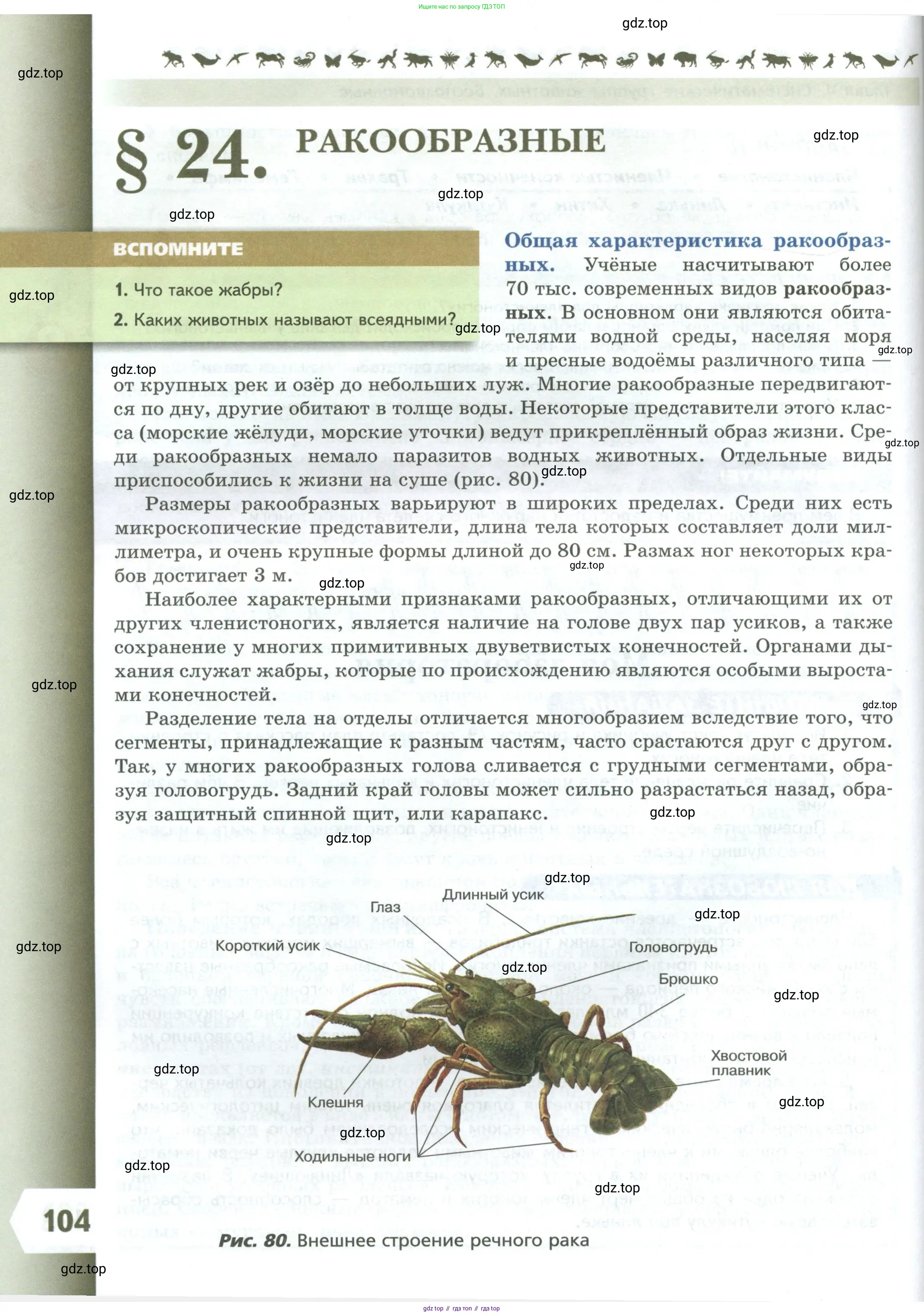 Биология, 8 класс Учебник, авторы: Пасечник Владимир Васильевич, Суматохин Сергей Витальевич, Гапонюк Зоя Георгиевна, издательство Просвещение, Москва, 2023, белого цвета, страница 104