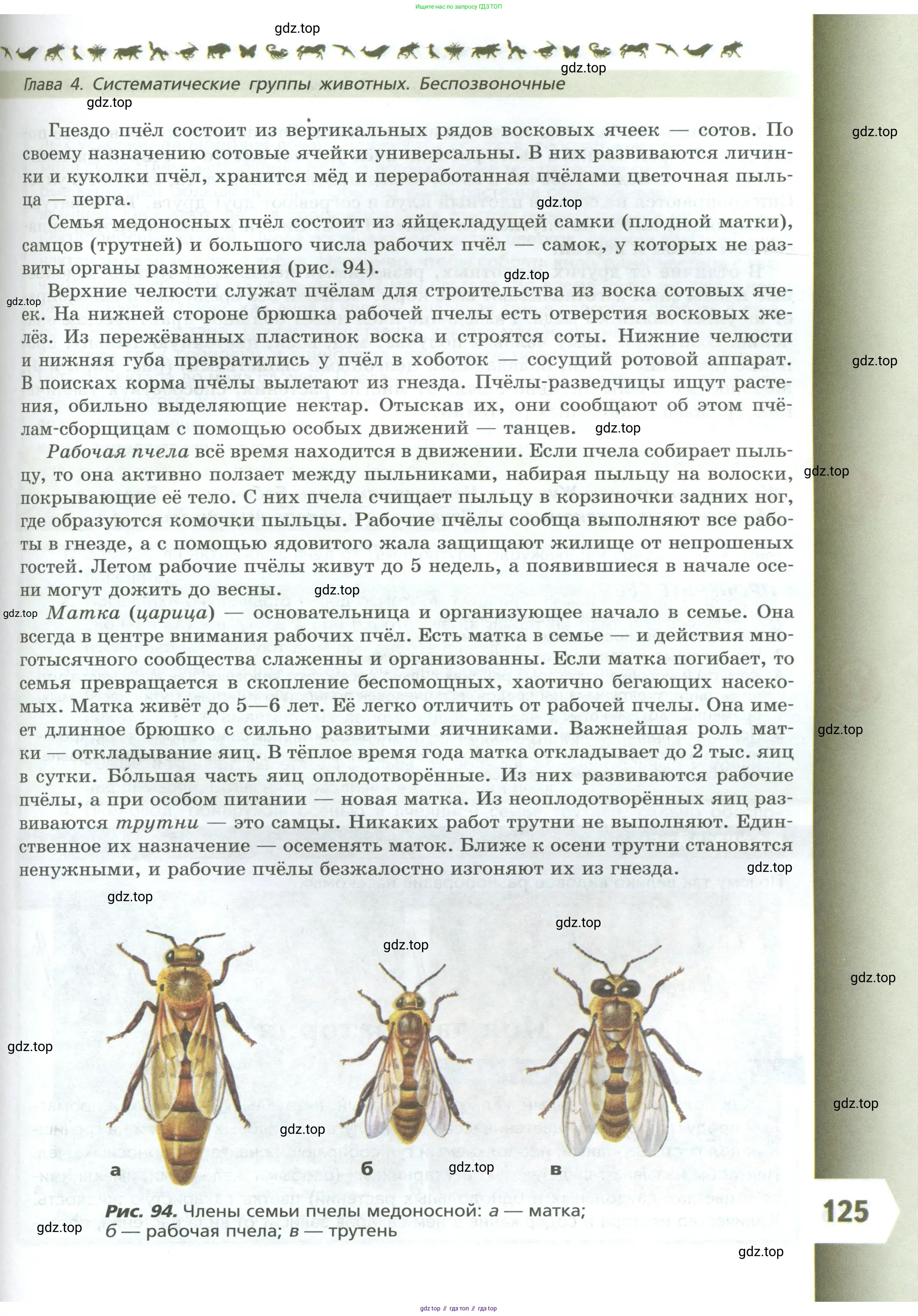 Биология, 8 класс Учебник, авторы: Пасечник Владимир Васильевич, Суматохин Сергей Витальевич, Гапонюк Зоя Георгиевна, издательство Просвещение, Москва, 2023, белого цвета, страница 125