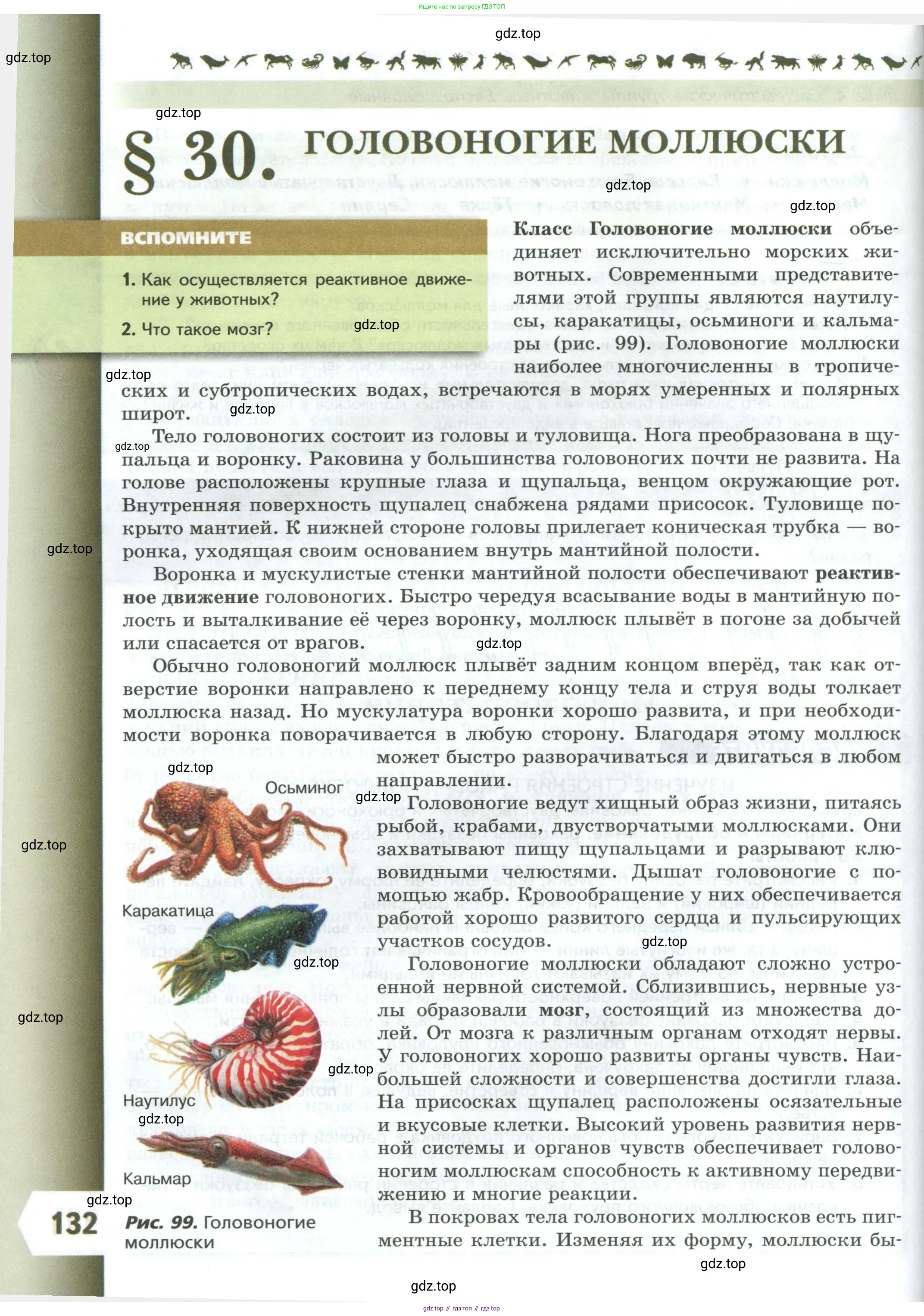 Биология, 8 класс Учебник, авторы: Пасечник Владимир Васильевич, Суматохин Сергей Витальевич, Гапонюк Зоя Георгиевна, издательство Просвещение, Москва, 2023, белого цвета, страница 132