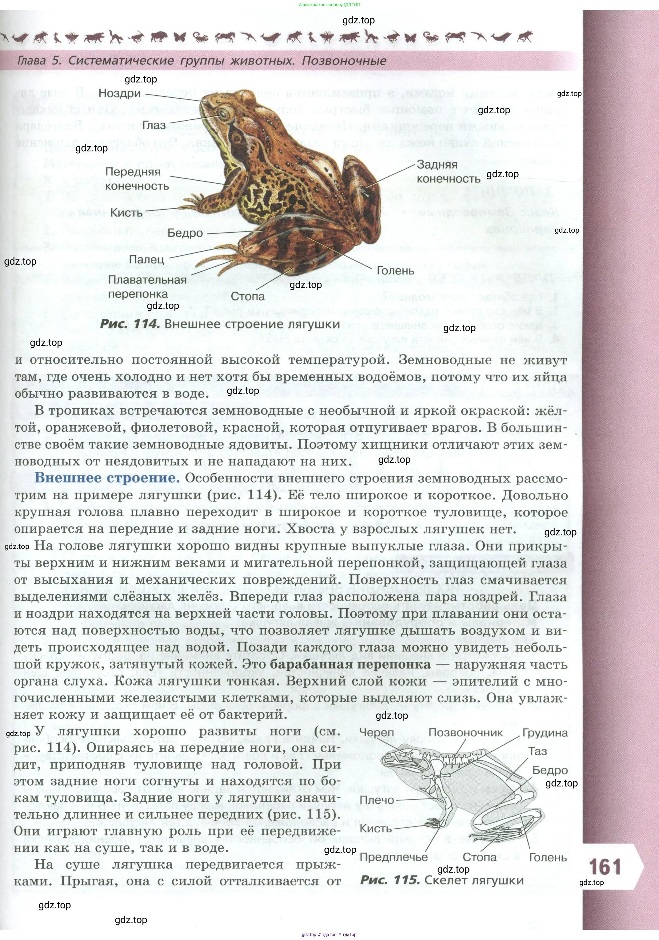 Биология, 8 класс Учебник, авторы: Пасечник Владимир Васильевич, Суматохин Сергей Витальевич, Гапонюк Зоя Георгиевна, издательство Просвещение, Москва, 2023, белого цвета, страница 161
