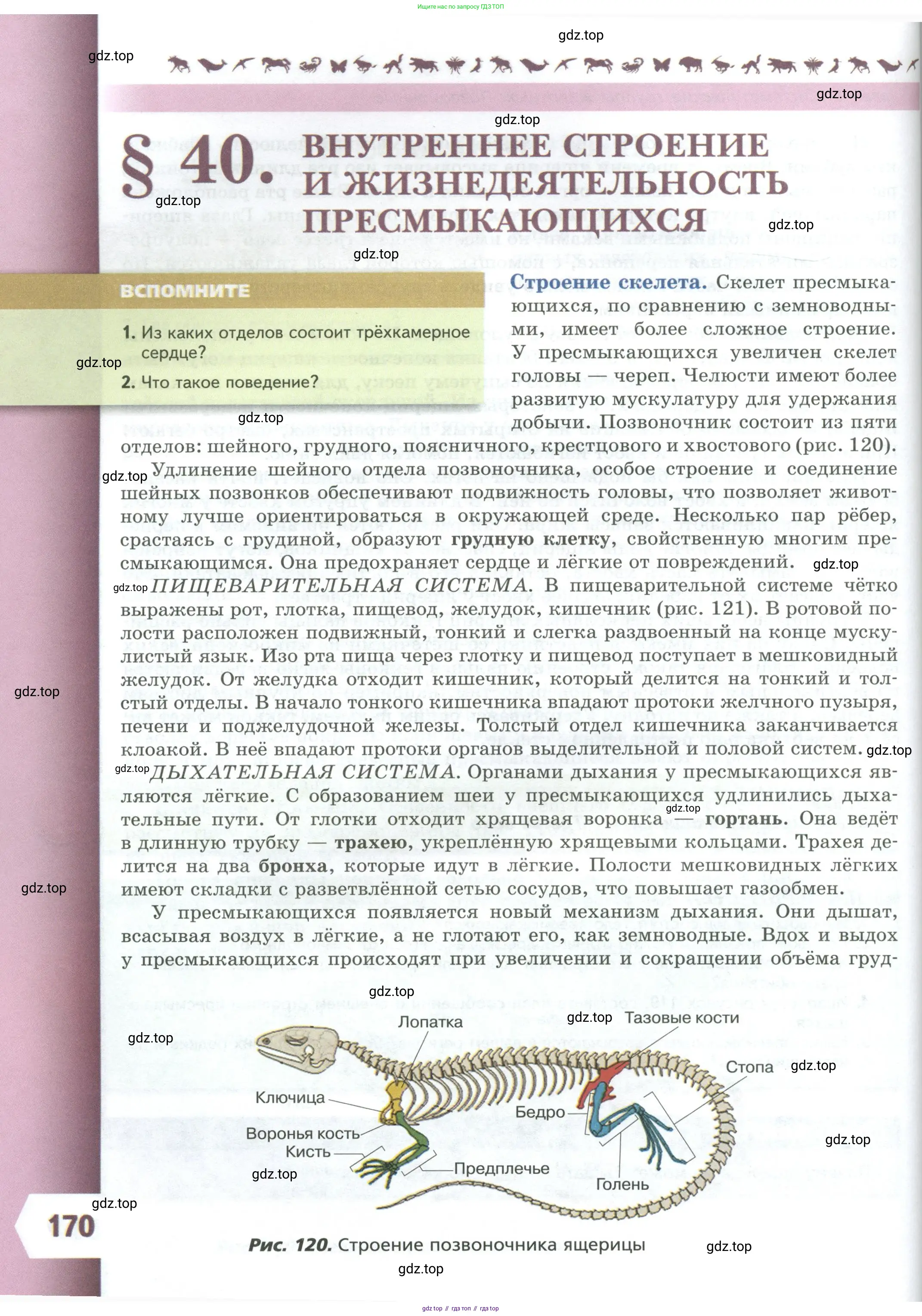 Биология, 8 класс Учебник, авторы: Пасечник Владимир Васильевич, Суматохин Сергей Витальевич, Гапонюк Зоя Георгиевна, издательство Просвещение, Москва, 2023, белого цвета, страница 170