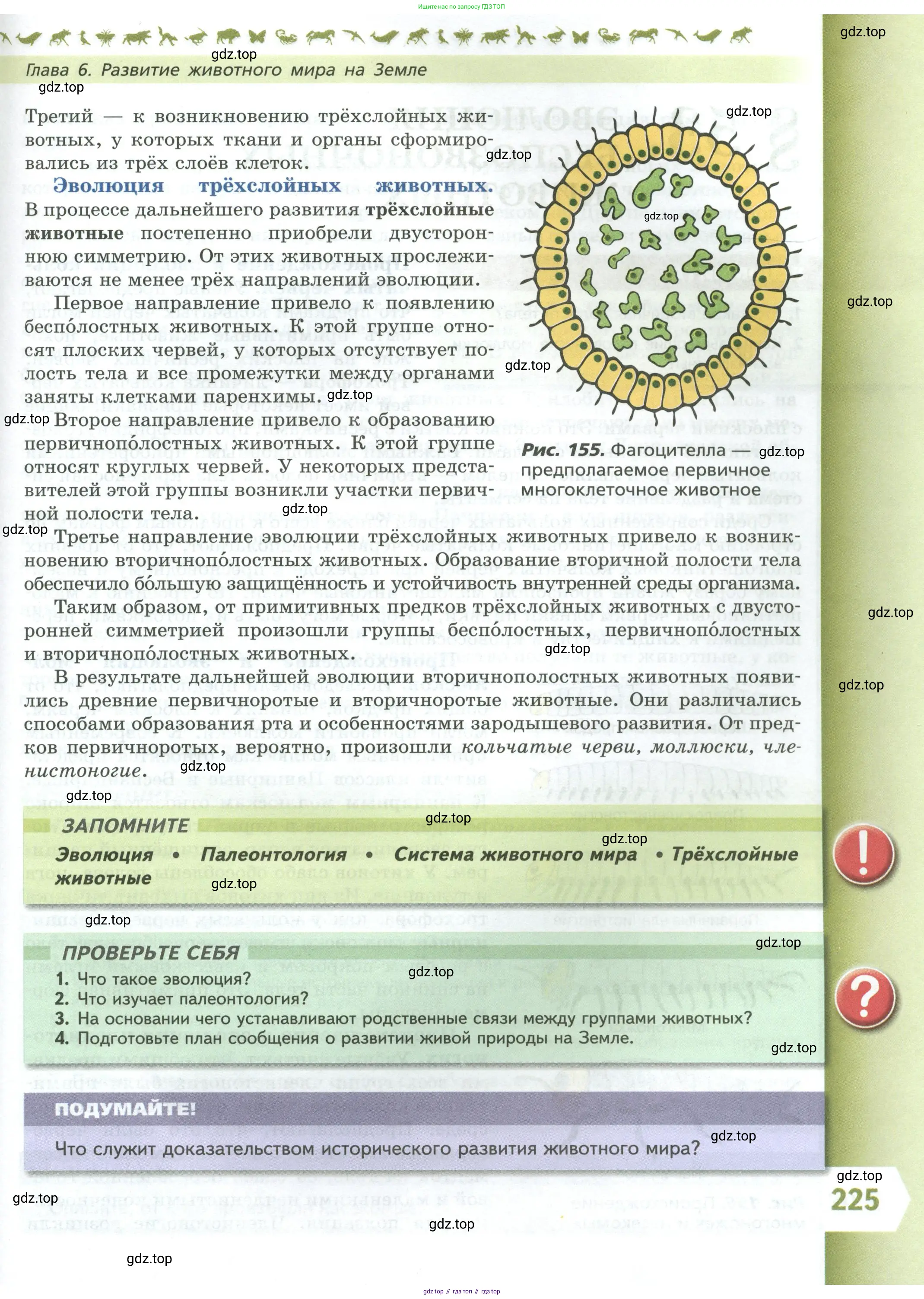 Биология, 8 класс Учебник, авторы: Пасечник Владимир Васильевич, Суматохин Сергей Витальевич, Гапонюк Зоя Георгиевна, издательство Просвещение, Москва, 2023, белого цвета, страница 225