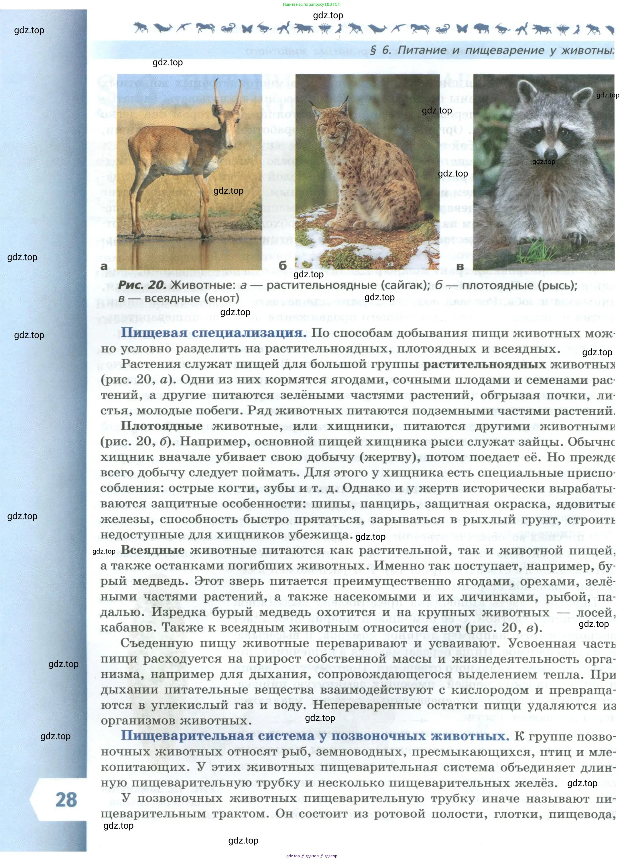 Биология, 8 класс Учебник, авторы: Пасечник Владимир Васильевич, Суматохин Сергей Витальевич, Гапонюк Зоя Георгиевна, издательство Просвещение, Москва, 2023, белого цвета, страница 28