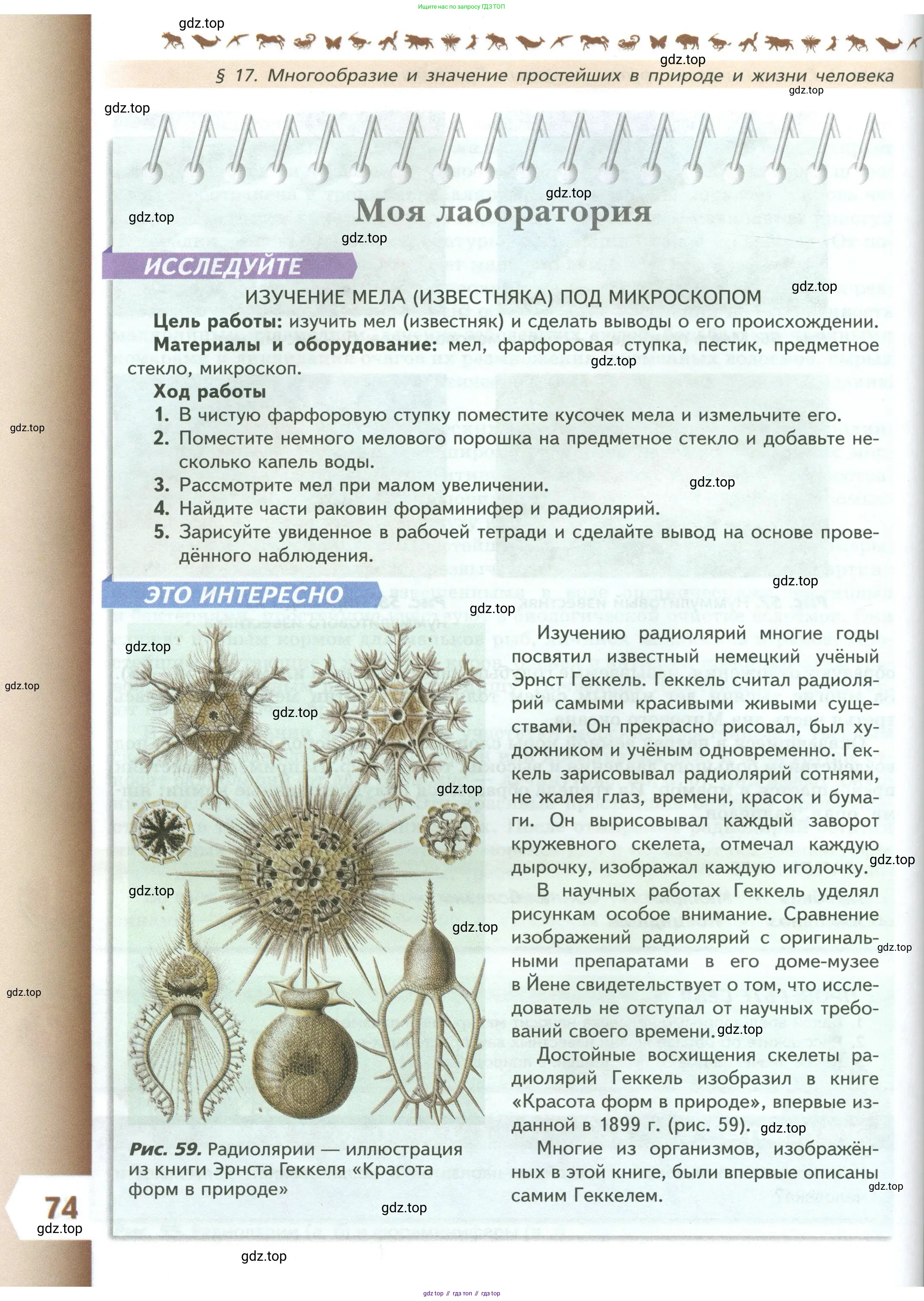 Биология, 8 класс Учебник, авторы: Пасечник Владимир Васильевич, Суматохин Сергей Витальевич, Гапонюк Зоя Георгиевна, издательство Просвещение, Москва, 2023, белого цвета, страница 74