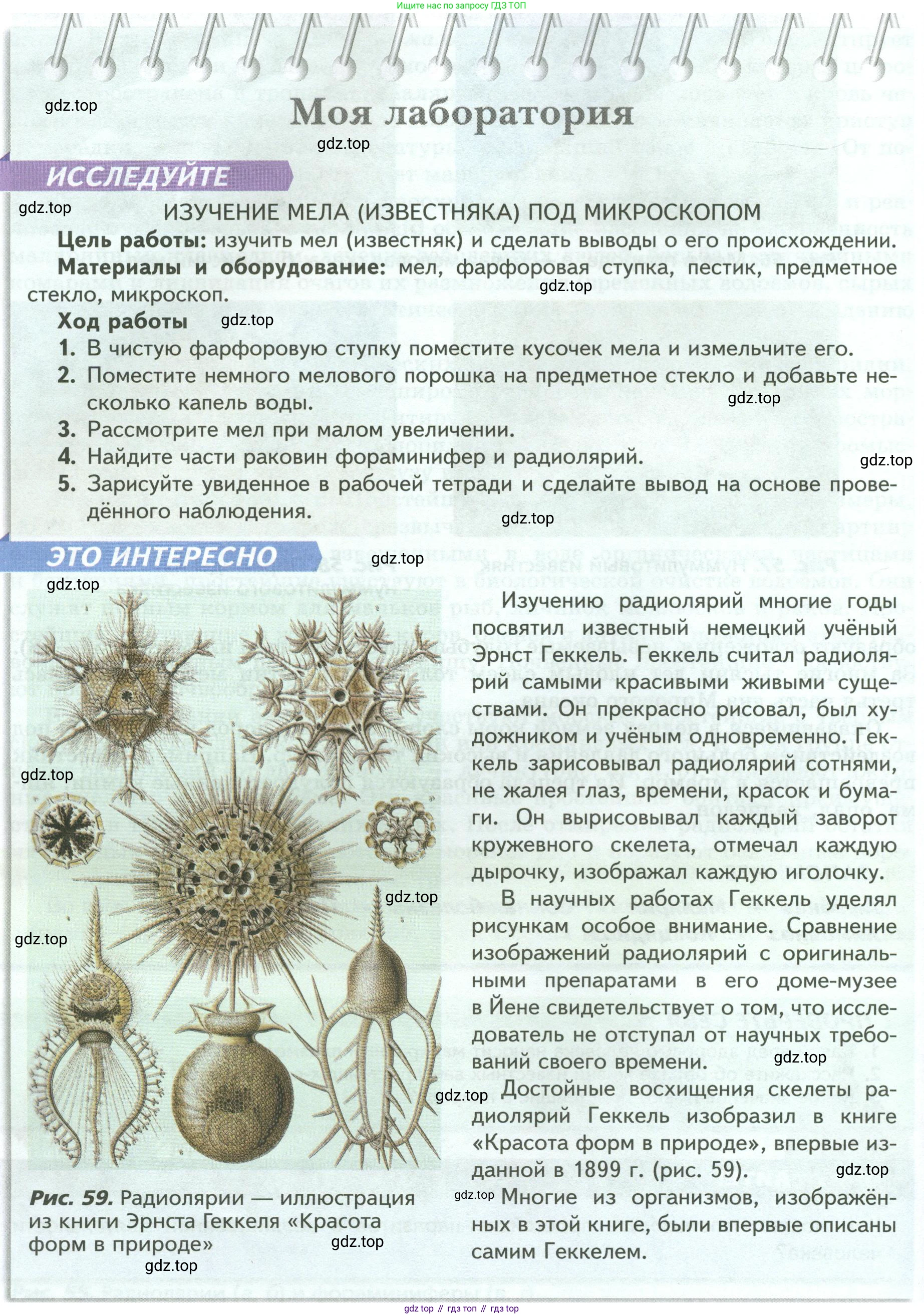 Биология, 8 класс Учебник, авторы: Пасечник Владимир Васильевич, Суматохин Сергей Витальевич, Гапонюк Зоя Георгиевна, издательство Просвещение, Москва, 2023, белого цвета, страница 74, Условие