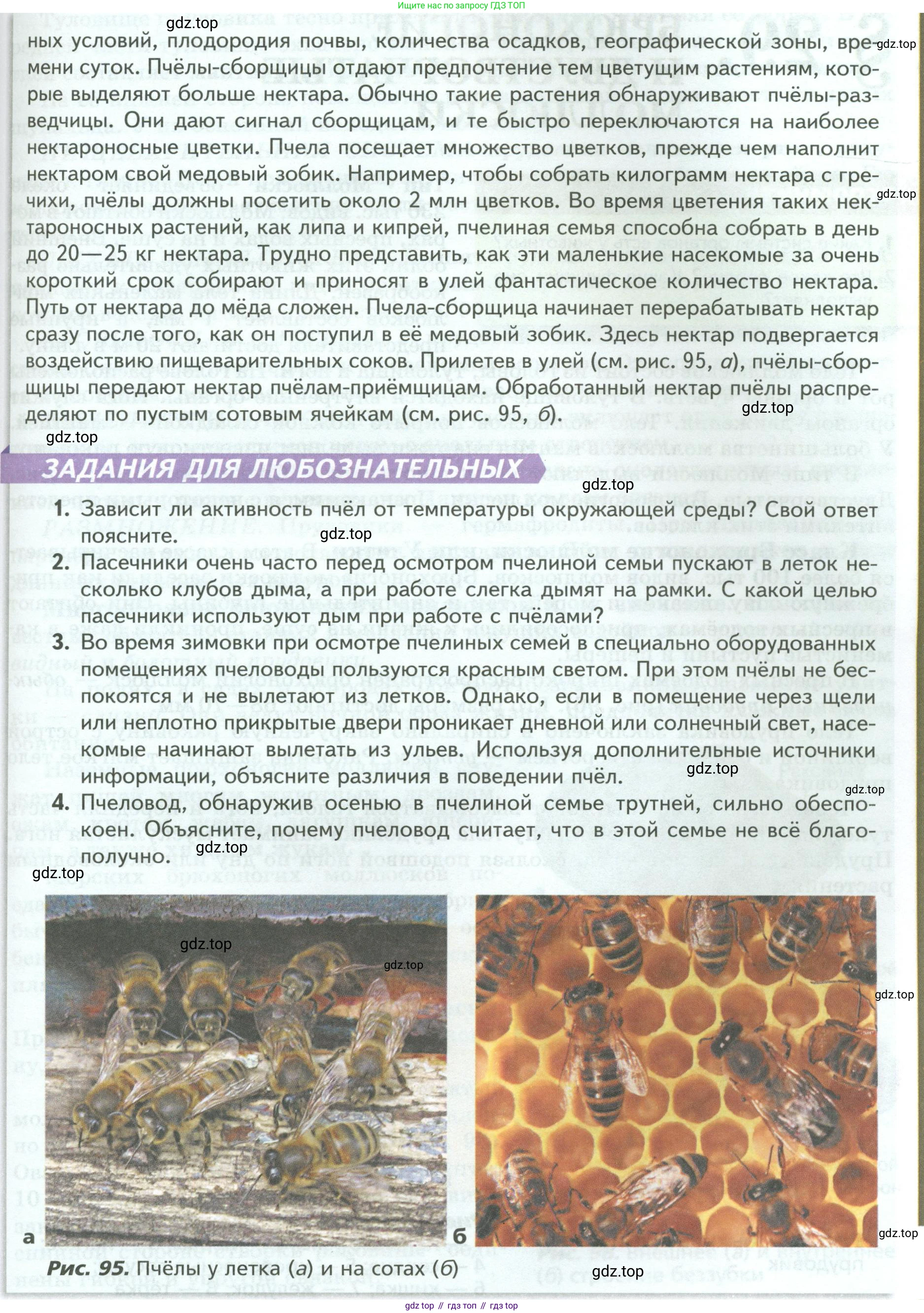 Биология, 8 класс Учебник, авторы: Пасечник Владимир Васильевич, Суматохин Сергей Витальевич, Гапонюк Зоя Георгиевна, издательство Просвещение, Москва, 2023, белого цвета, страница 126, Условие (продолжение 2)